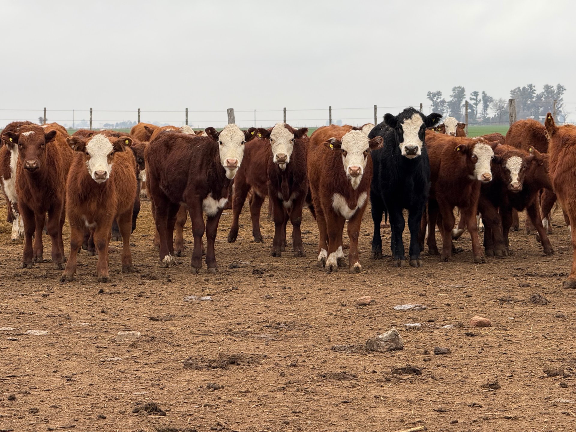 gray computer monitor