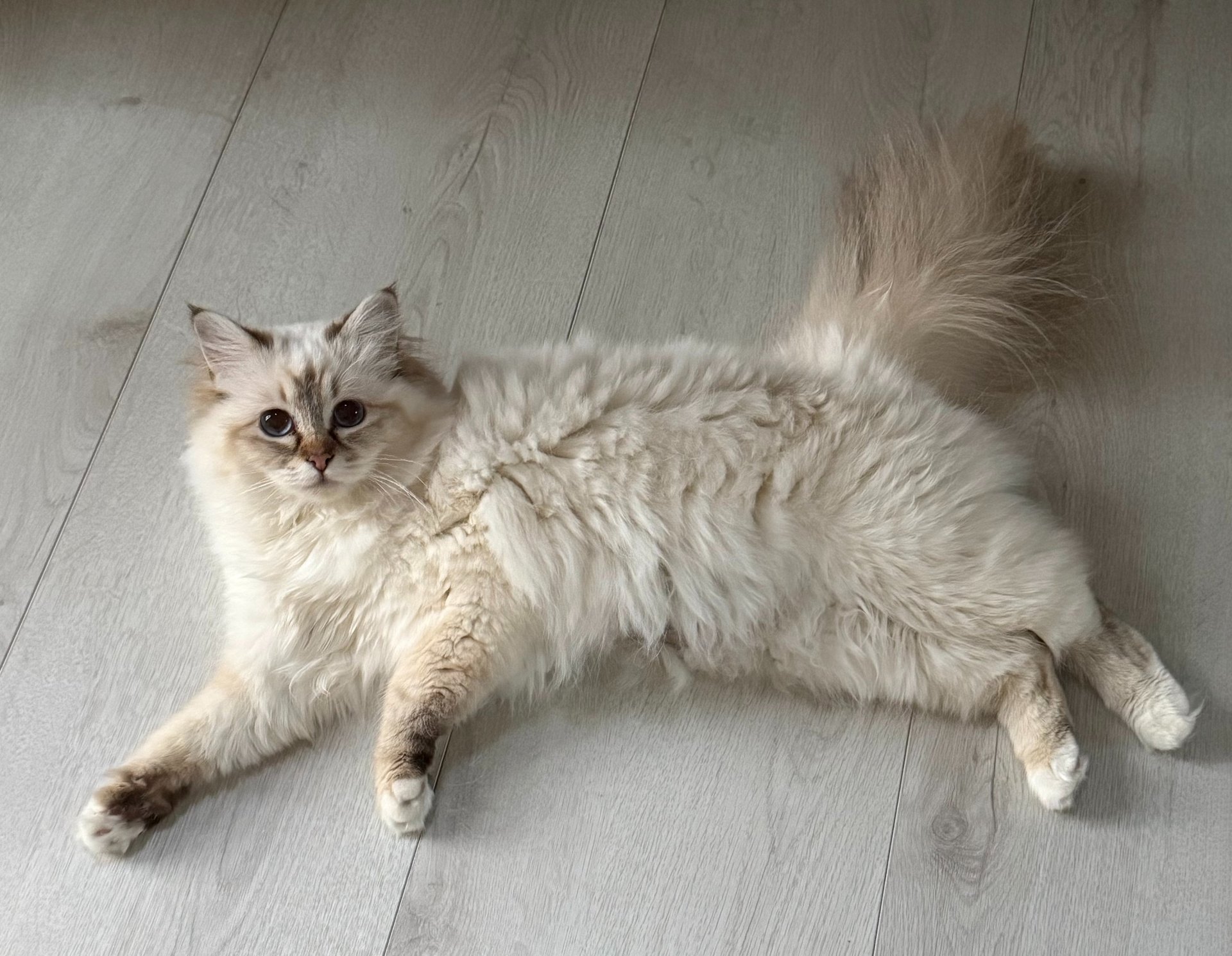 a white and brown cat standing on top of a shelf