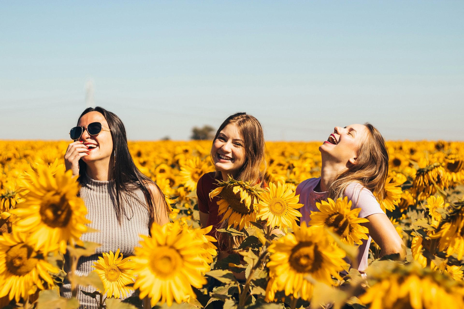 yellow sunflower field