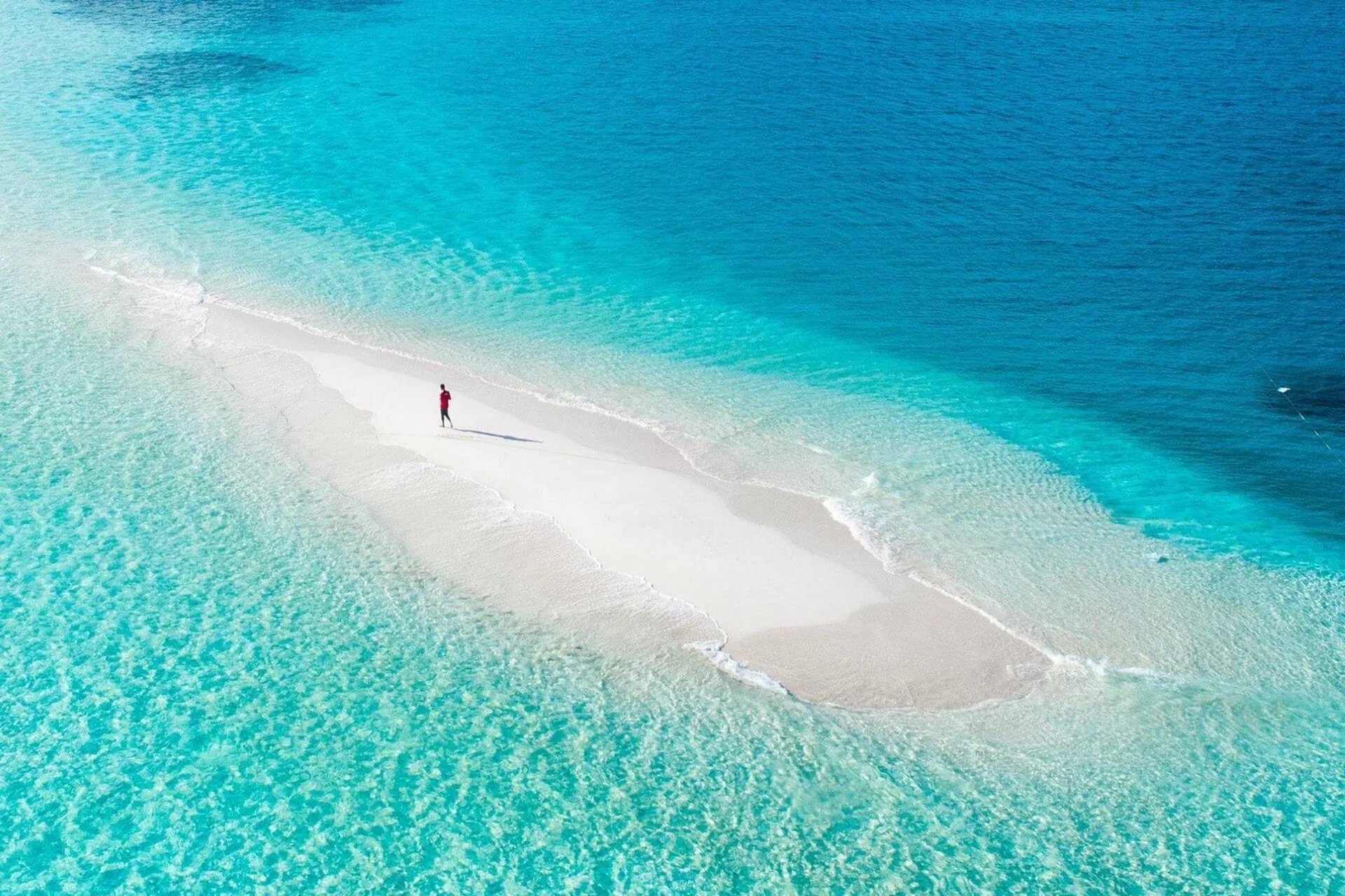 aerial nature photography of green palms on seashore during daytime