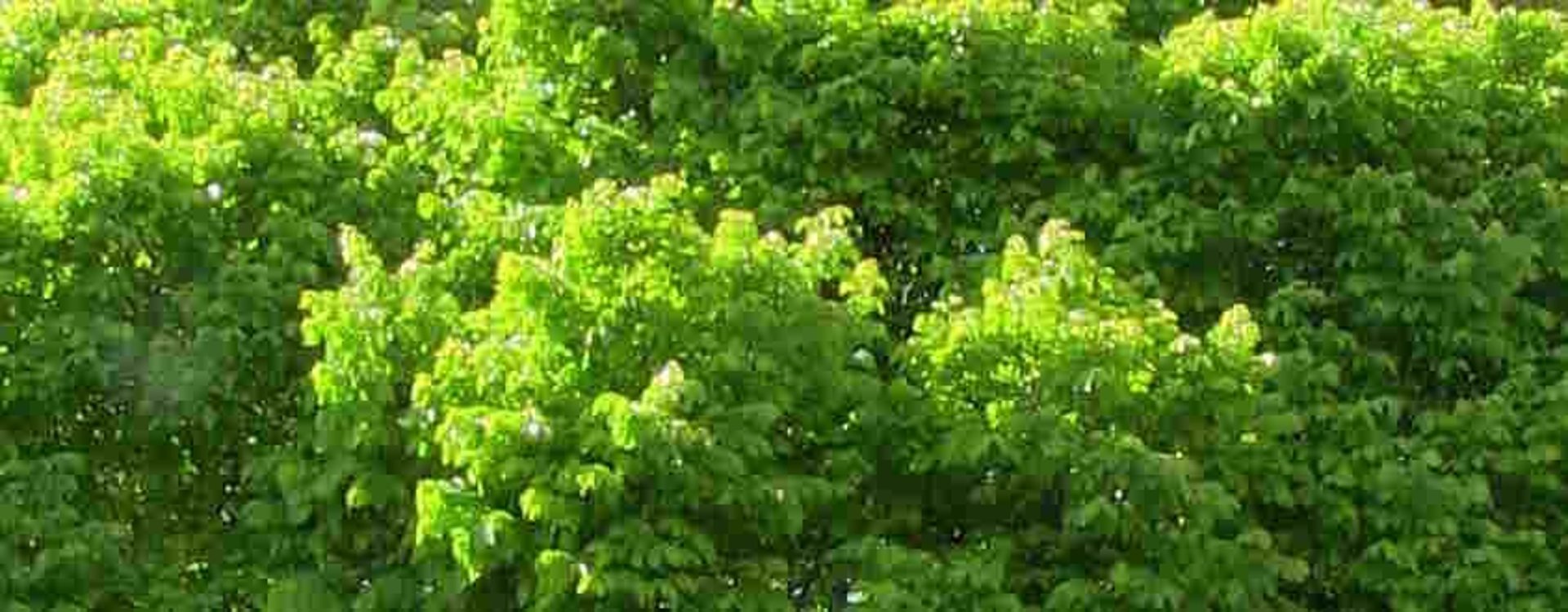 elm tree in full leaf