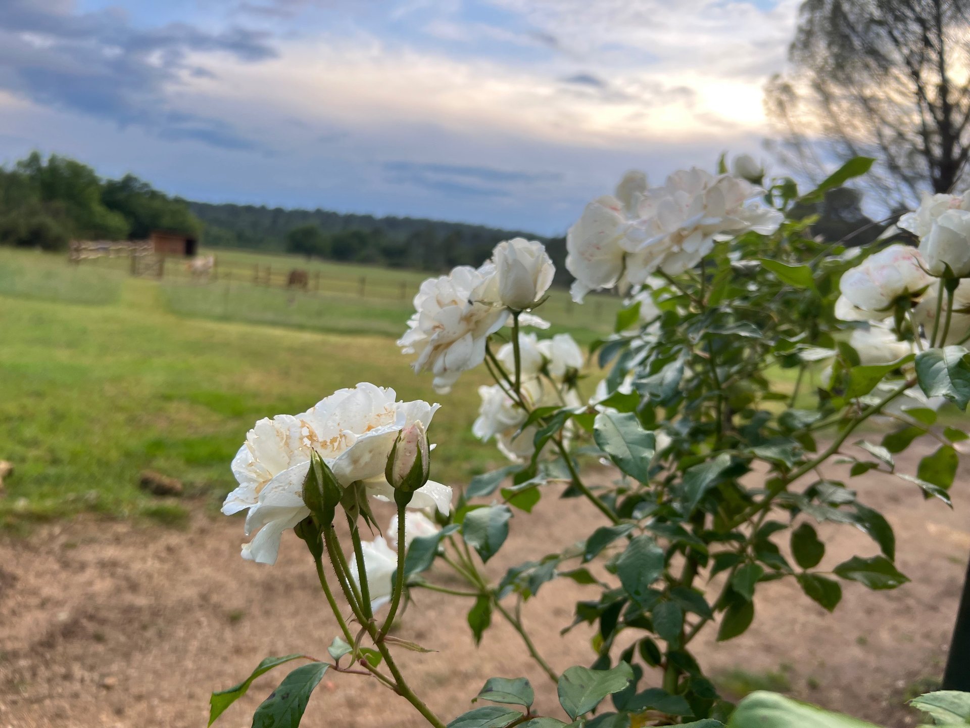 black and white bed linen