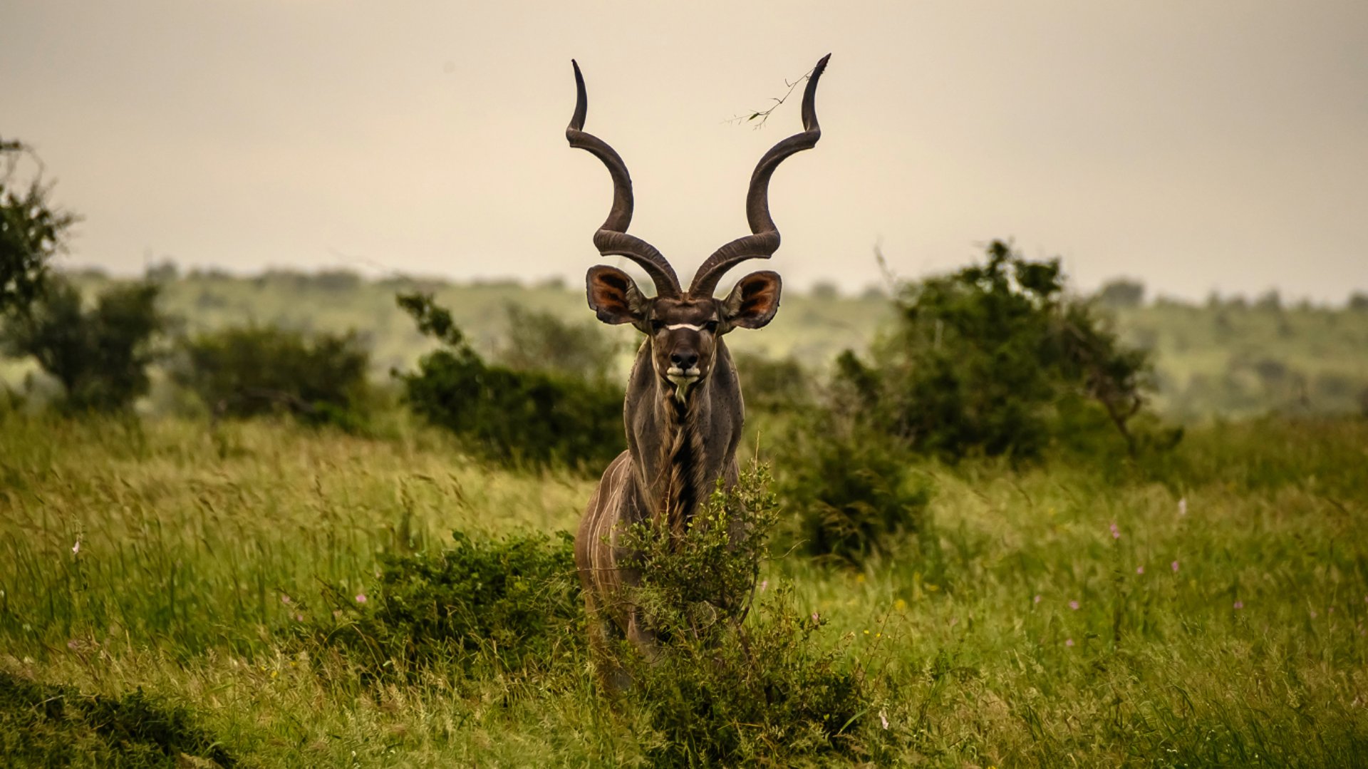 black semi automatic pistol with white smoke