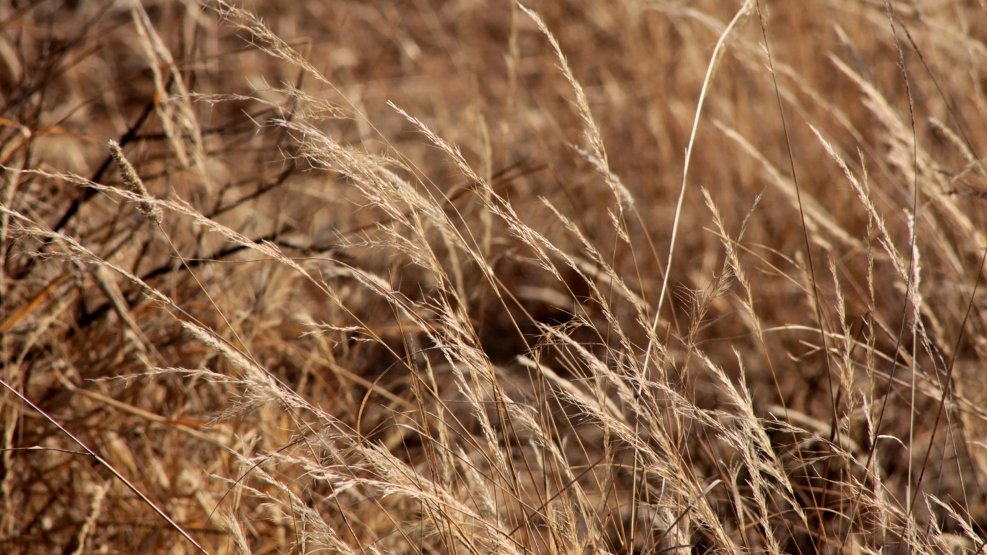 a group of soldiers in a forest