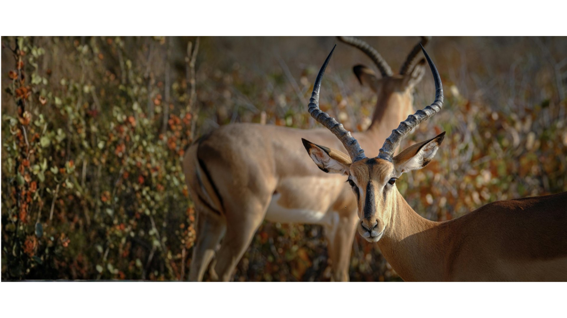 selective focus photography of brown hunting rifle