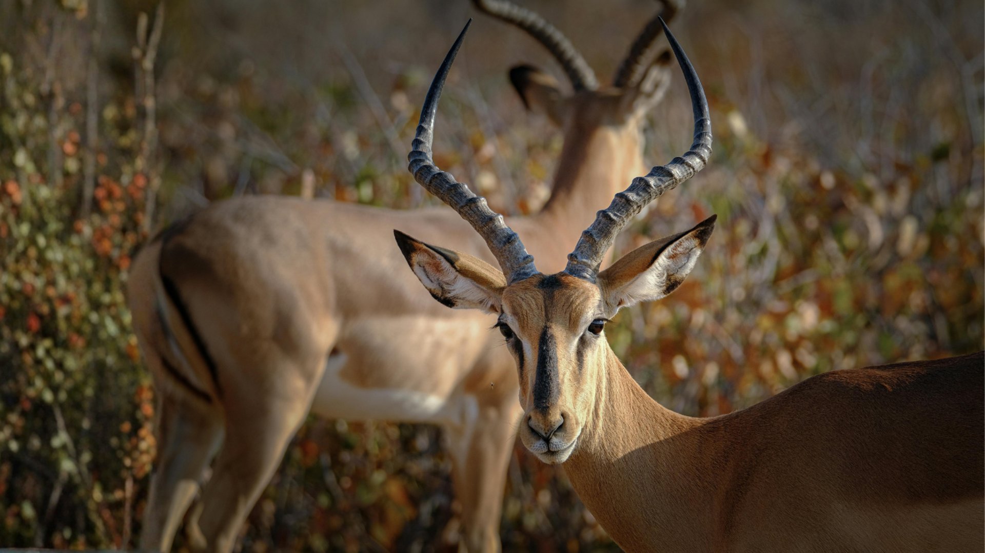 a man with a hat and glasses aims a rifle