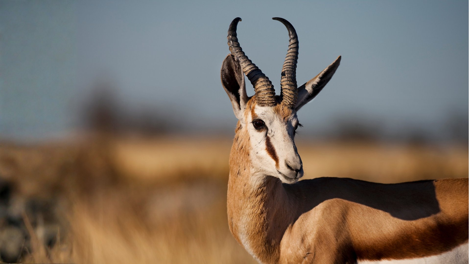 two men's inside forest