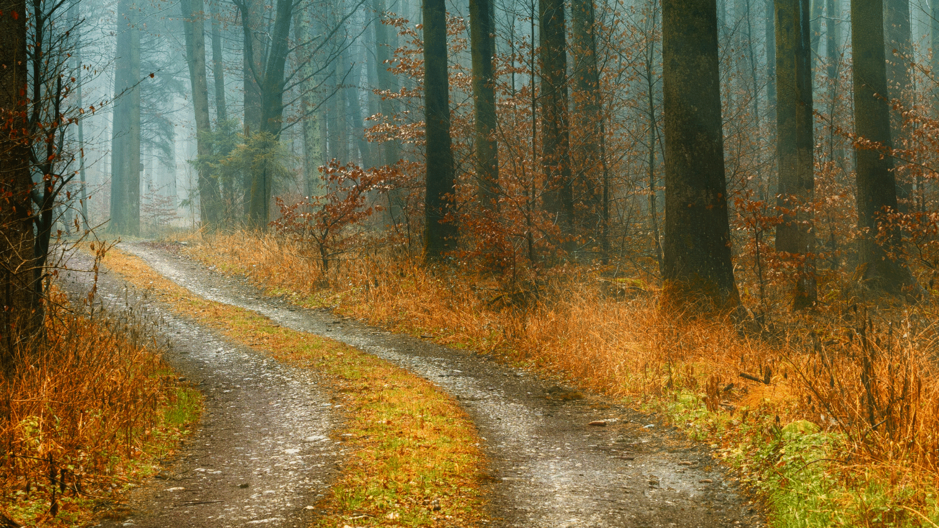 low angle of green leafed trees