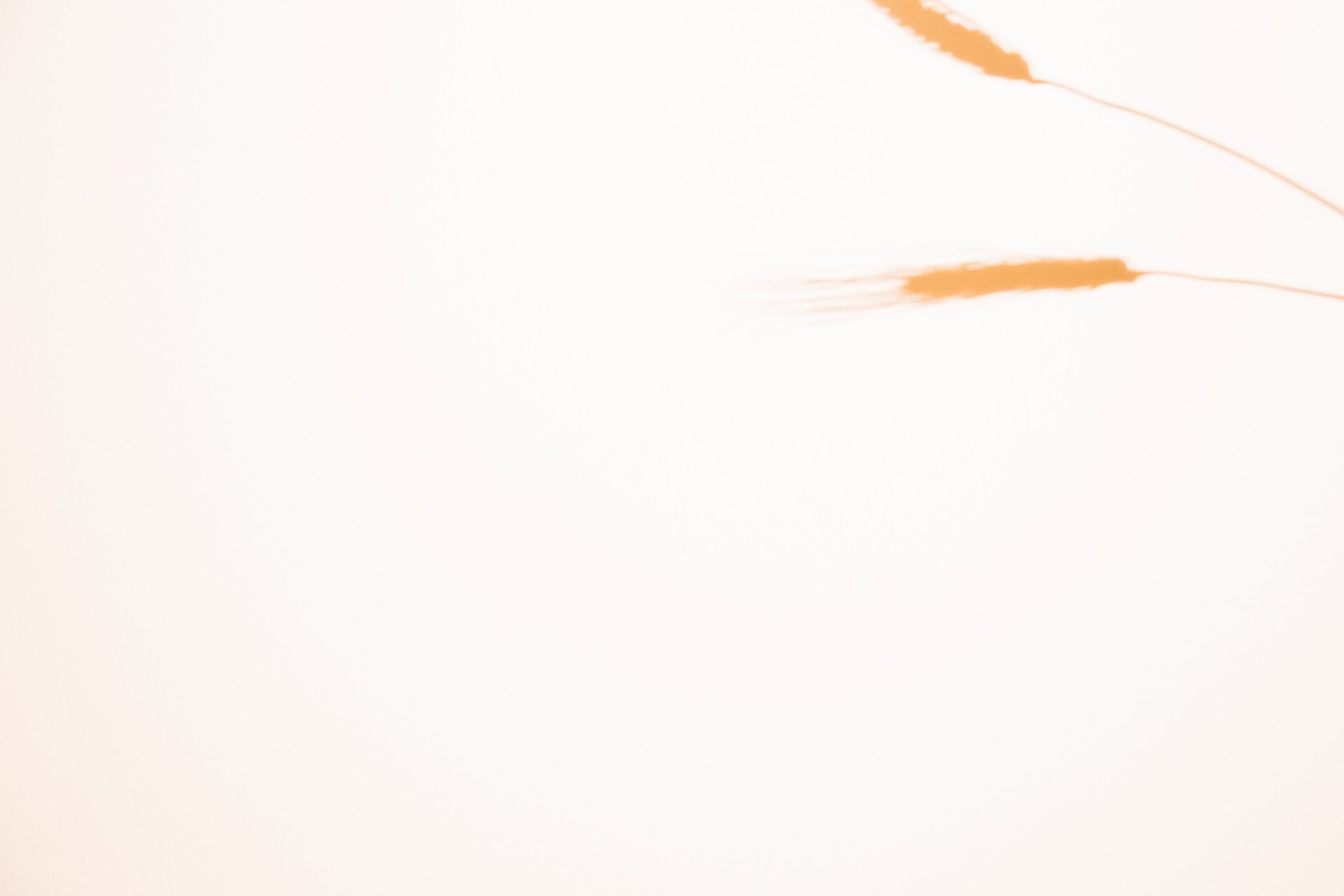 a flock of birds flying through a white sky