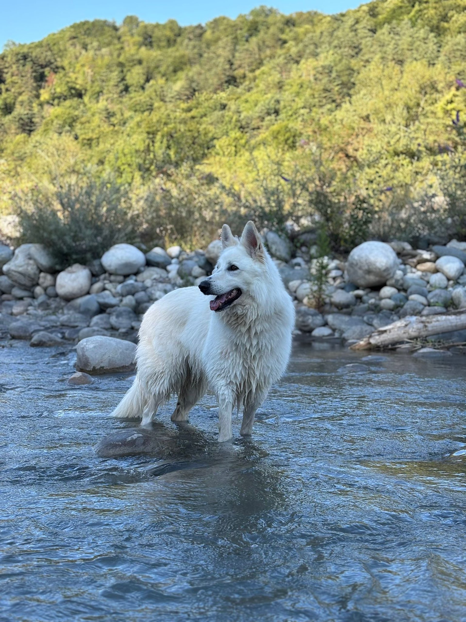 long-coated white puppy litter