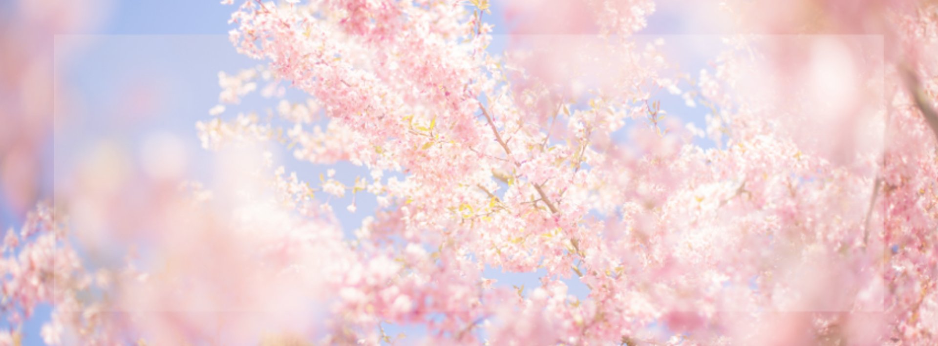 blue and white flowers on green moss