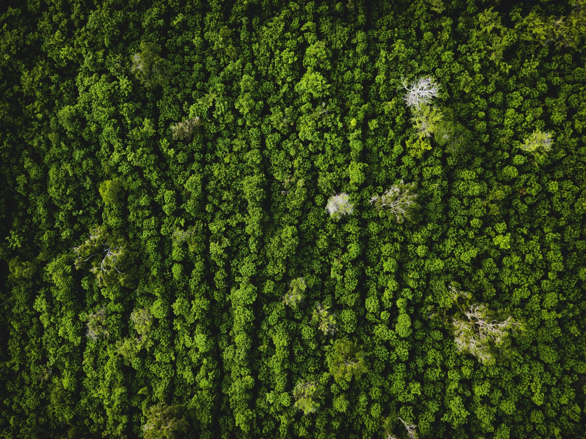environnement arbres