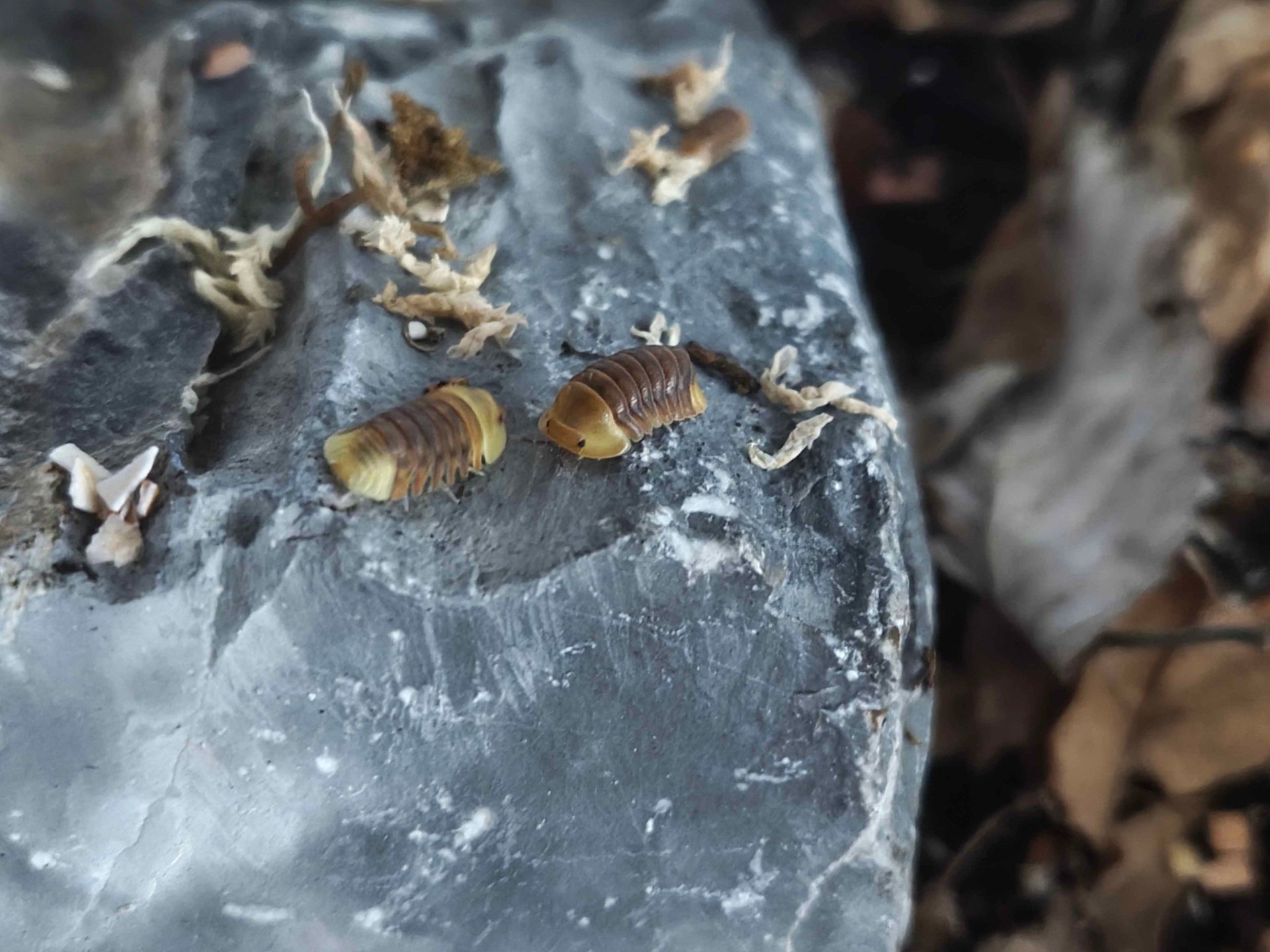 green reptile on tree branch