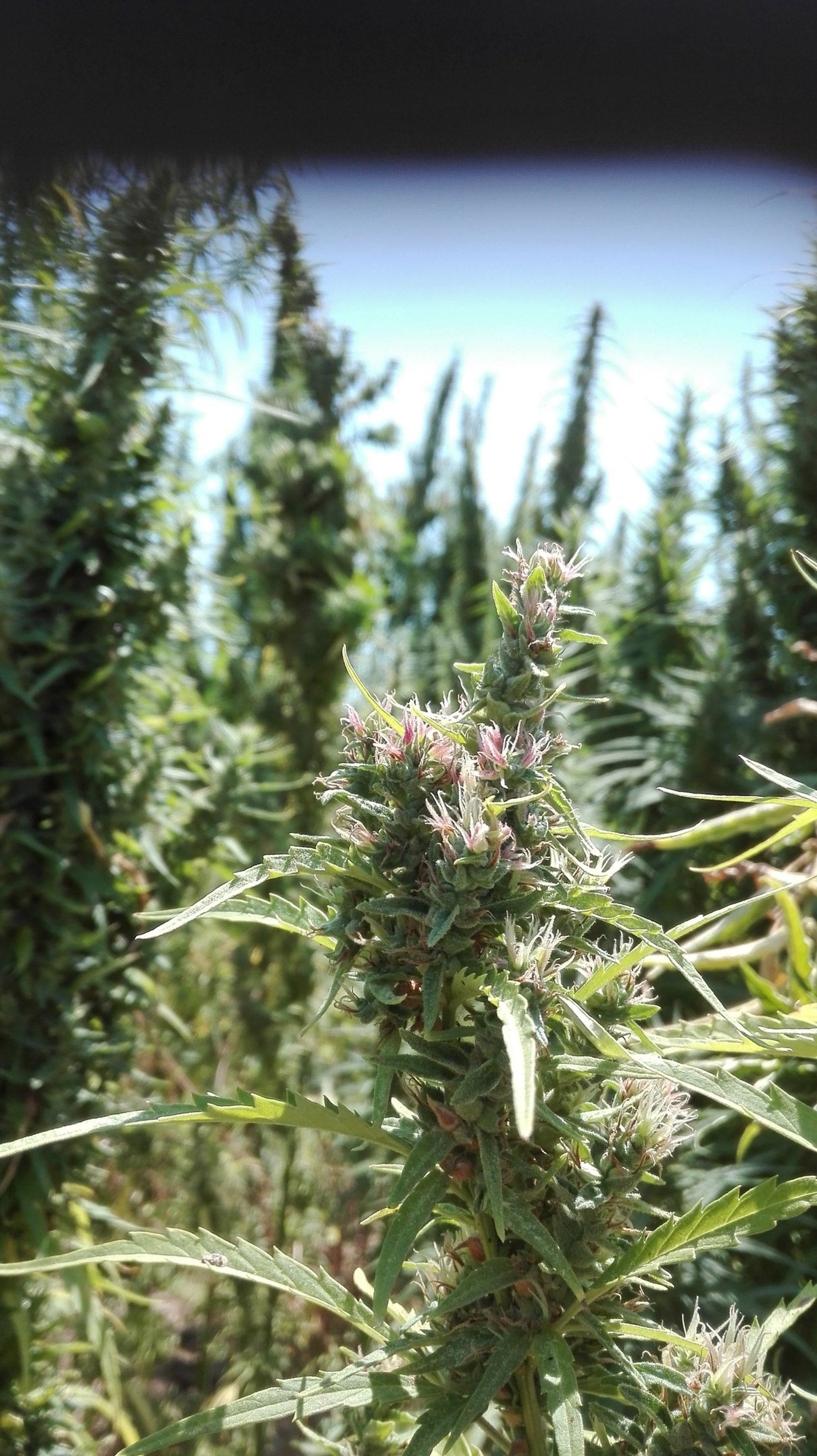 gray computer monitor