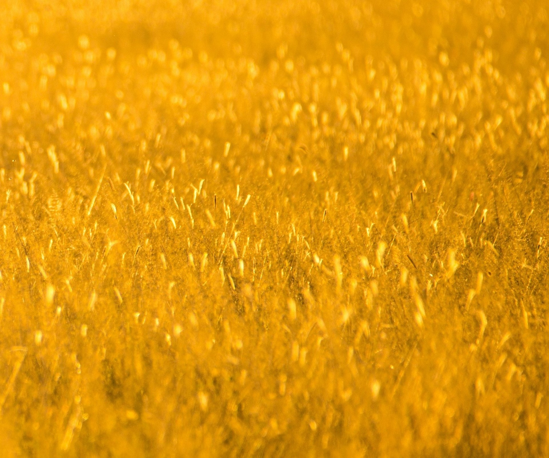 brown lioness on brown grass field during daytime