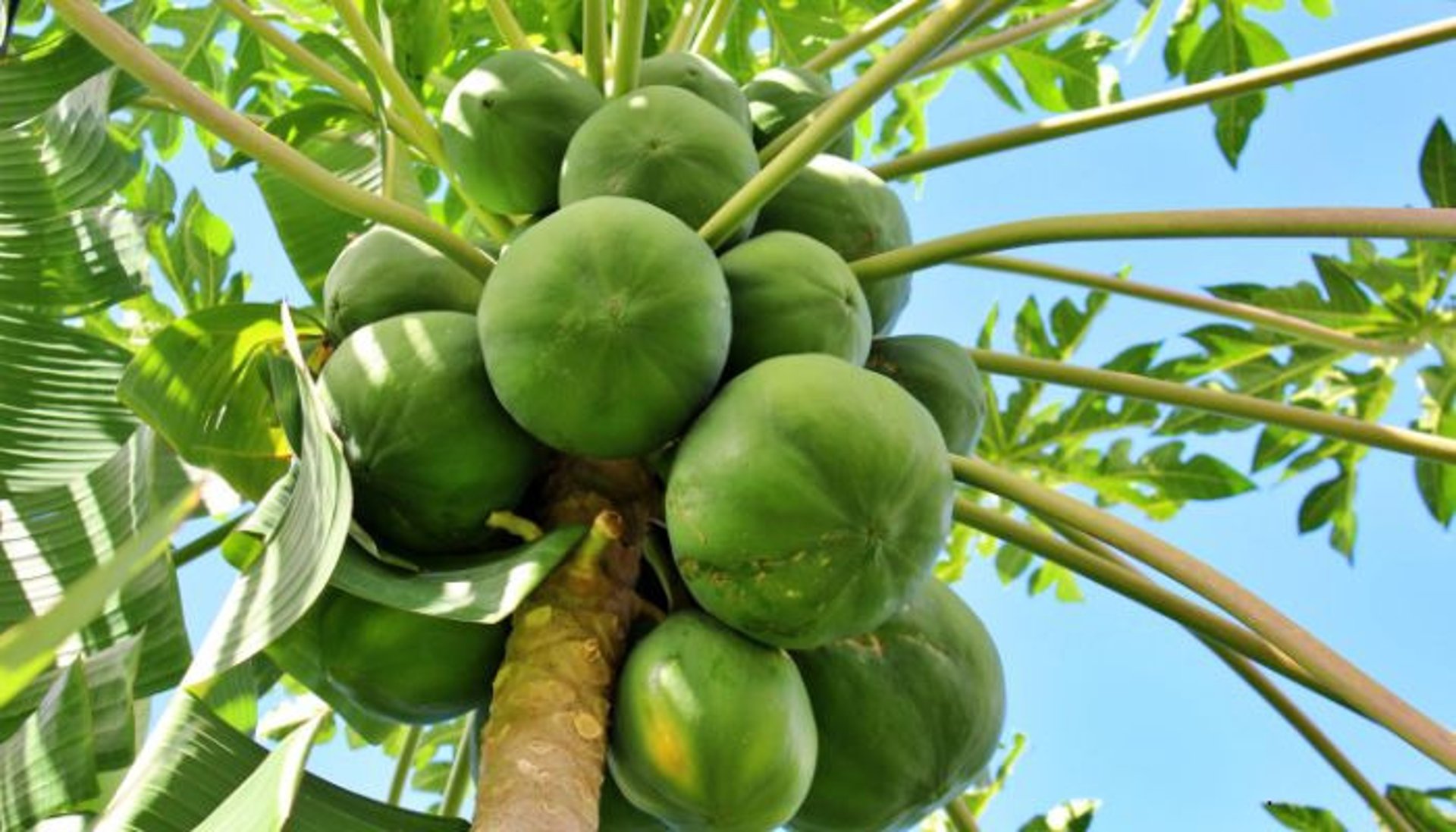 sliced papaya fruit