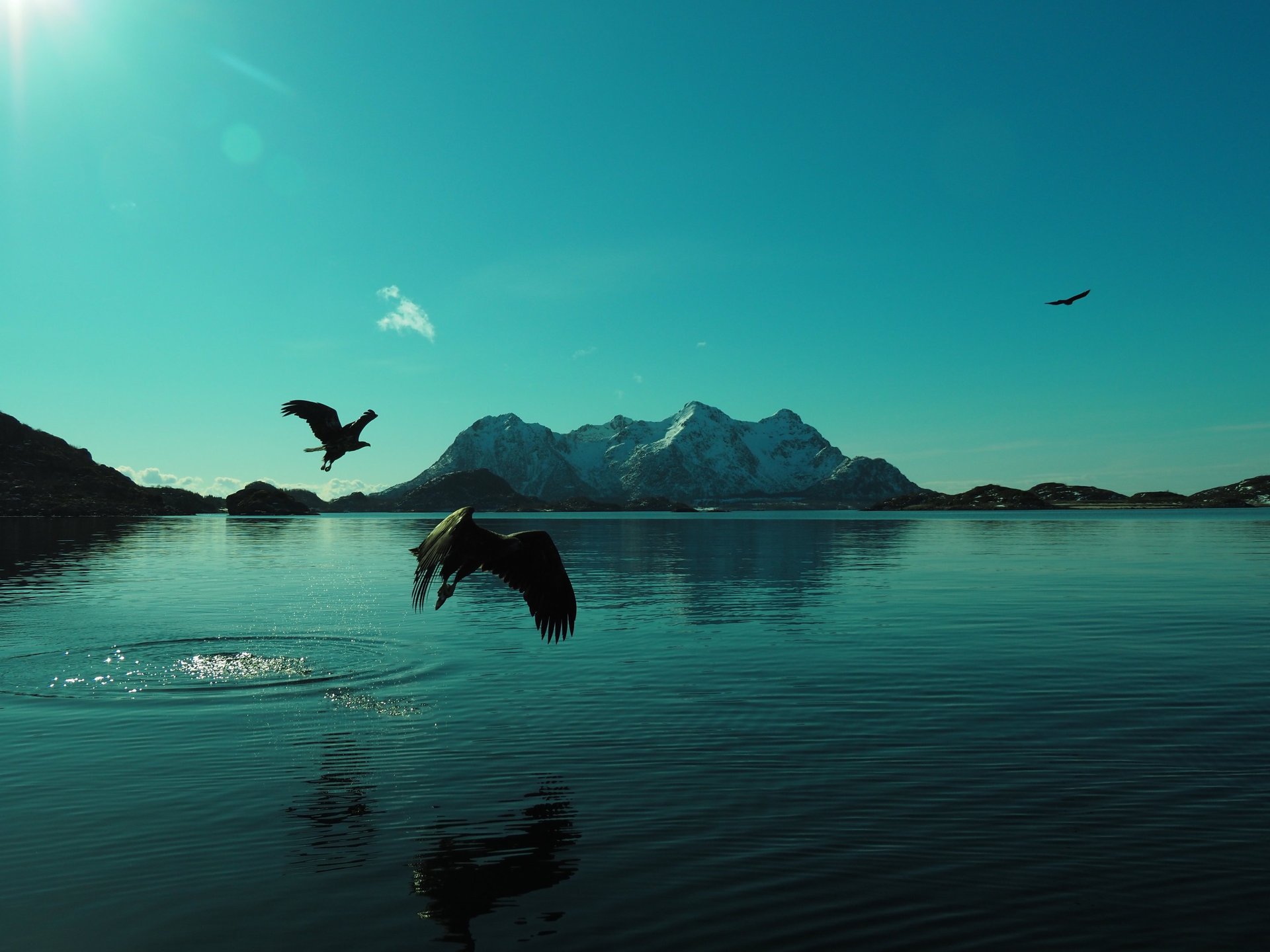black and white bed linen