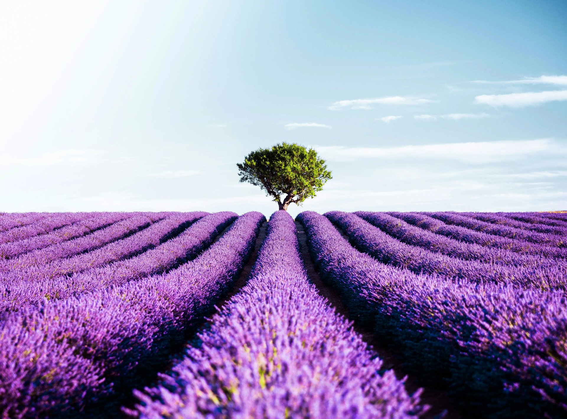 A lone tree in a lavender field with mountains in the background