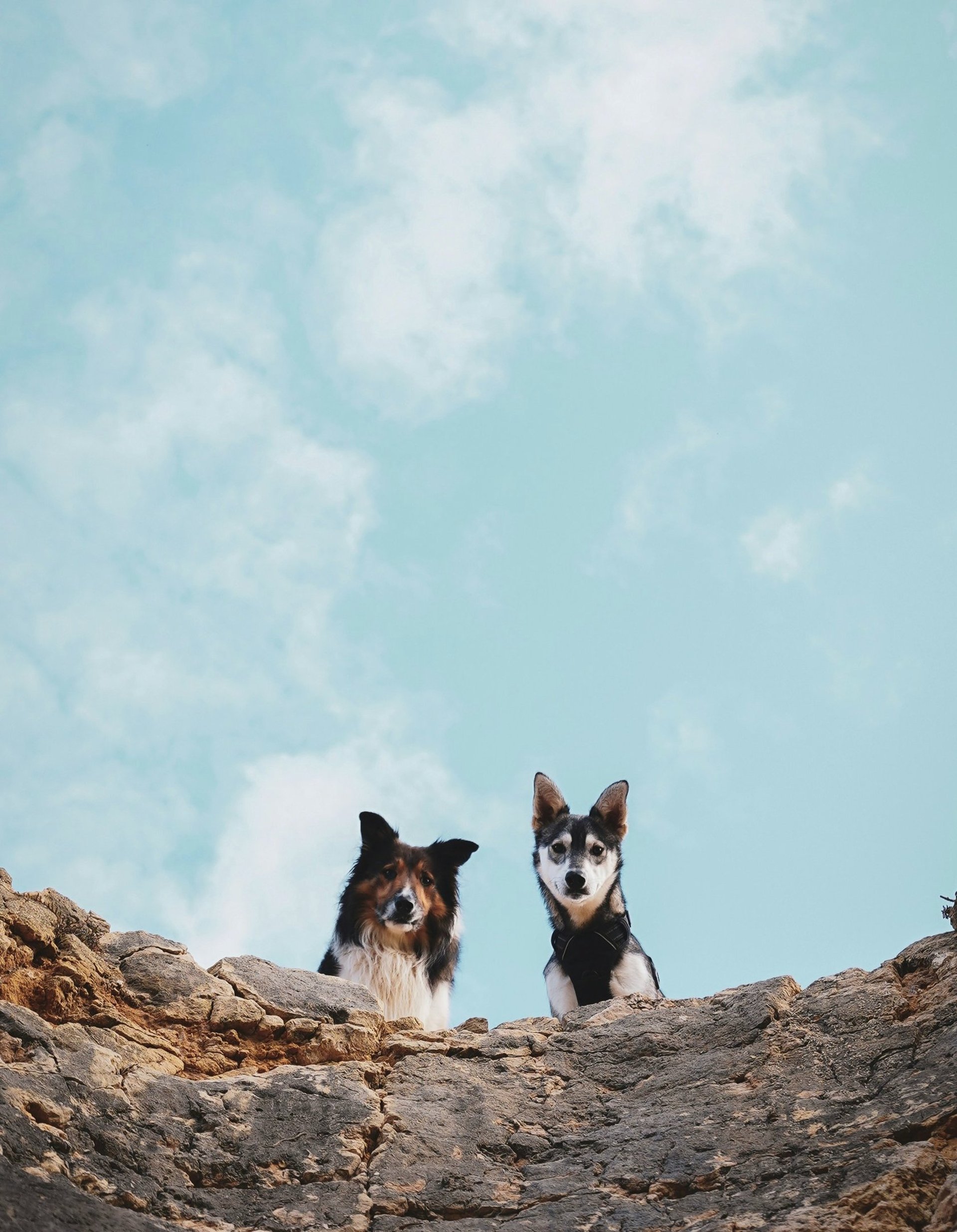 two dogs are sitting on a rock ledge