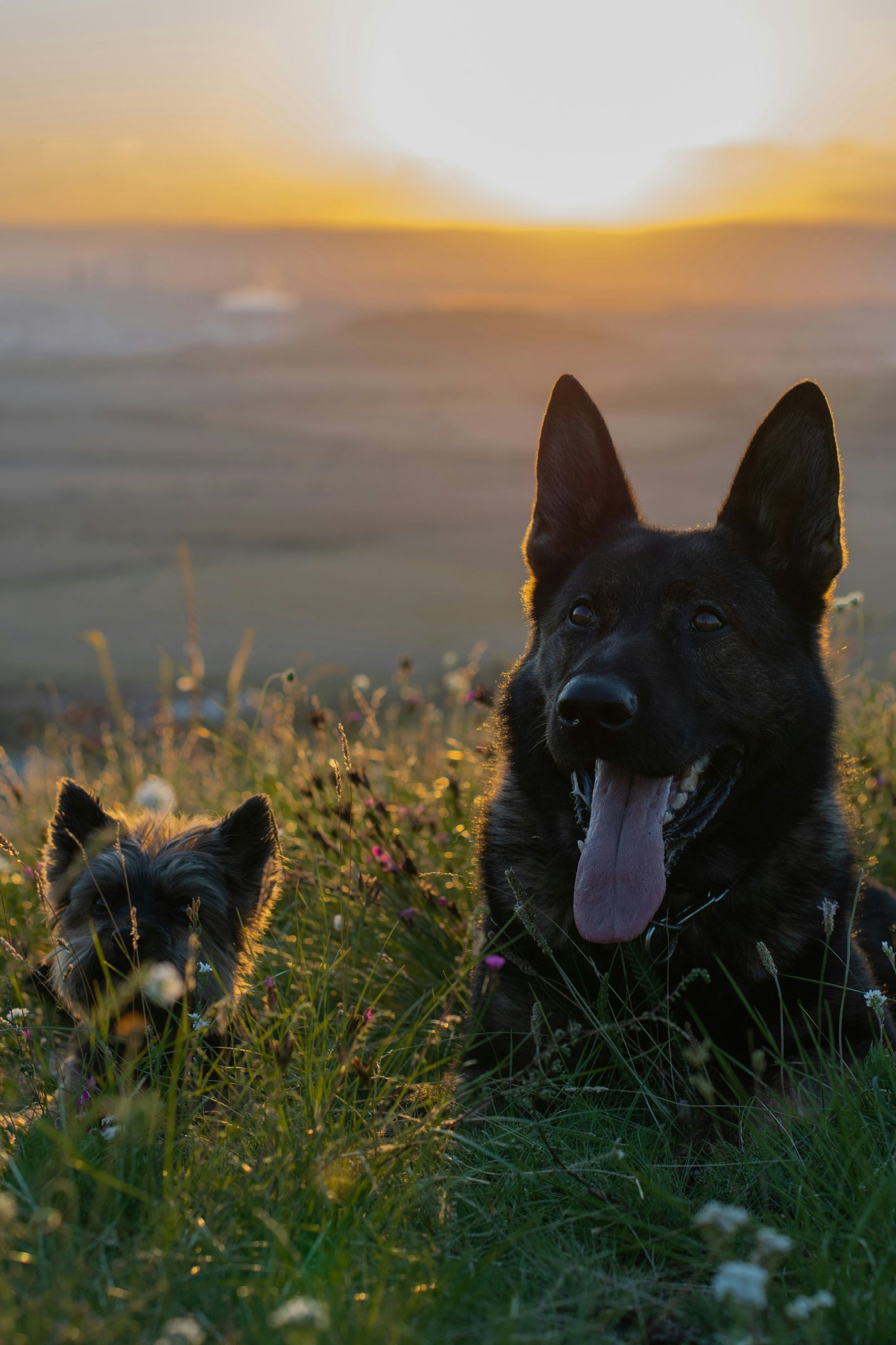 black and tan german shepherd puppy on green grass field during daytime