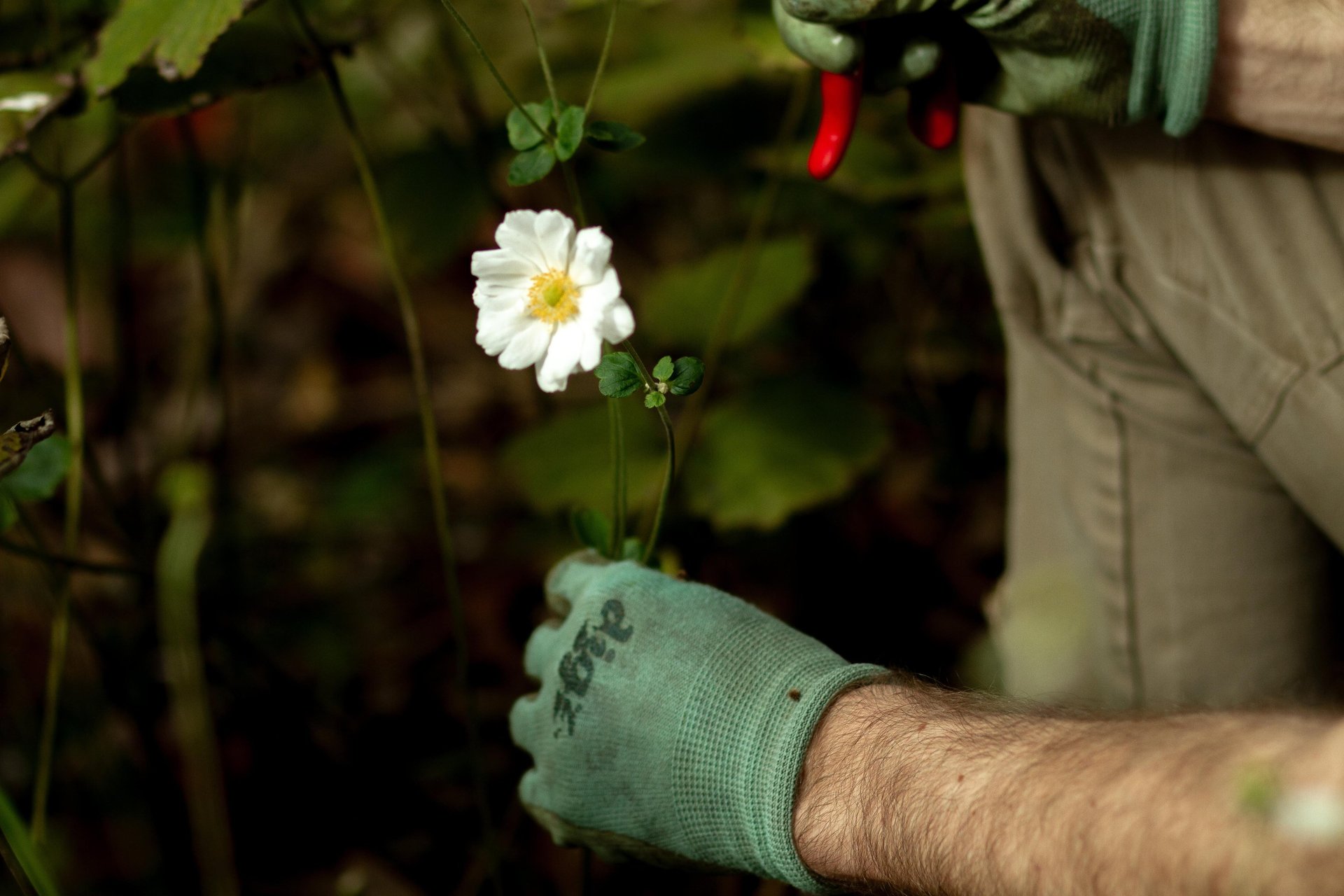 A branch with a flower and leaves attached to it