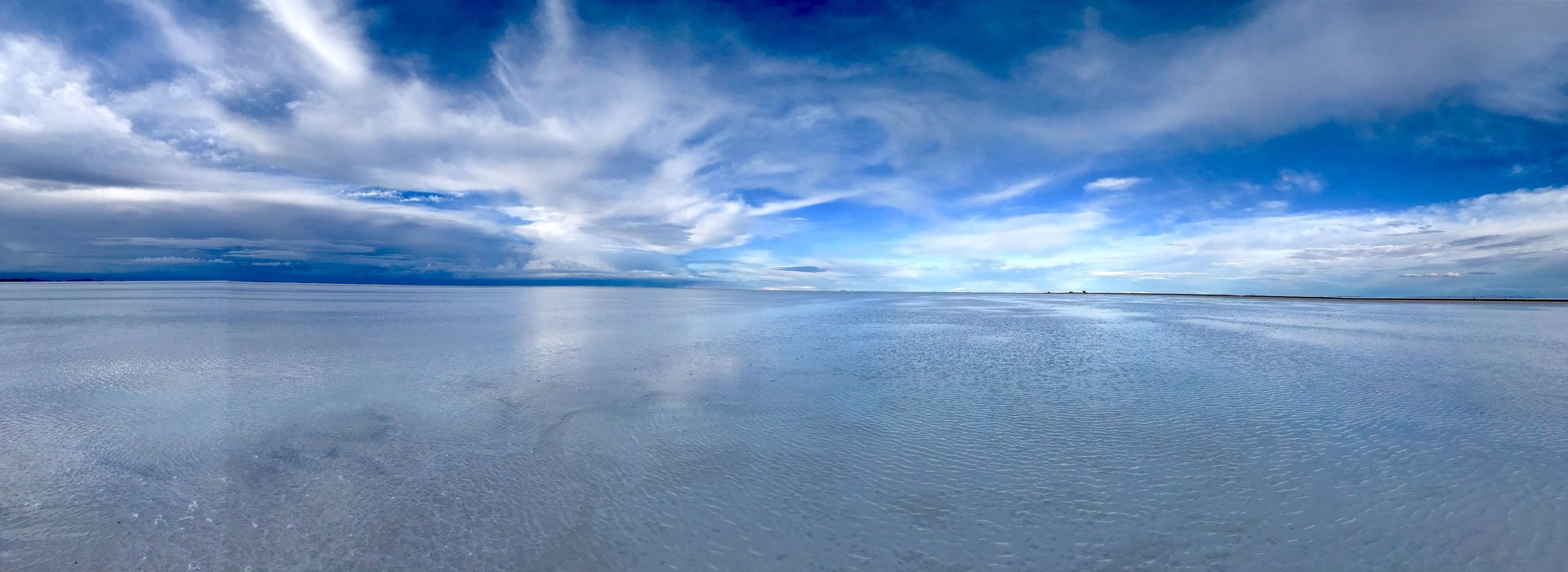 green tree on brown field during daytime