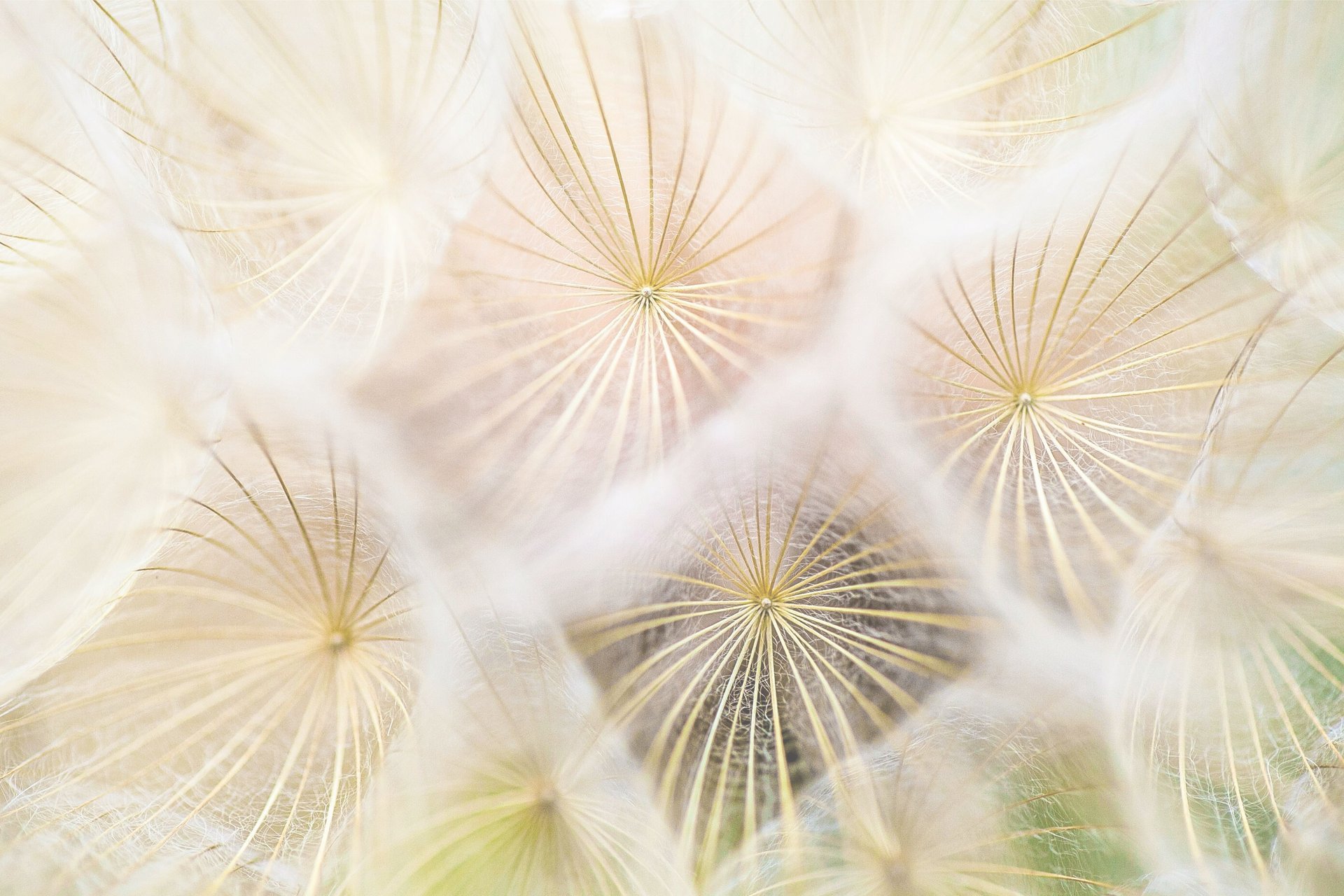 extreme closeup of dandelions