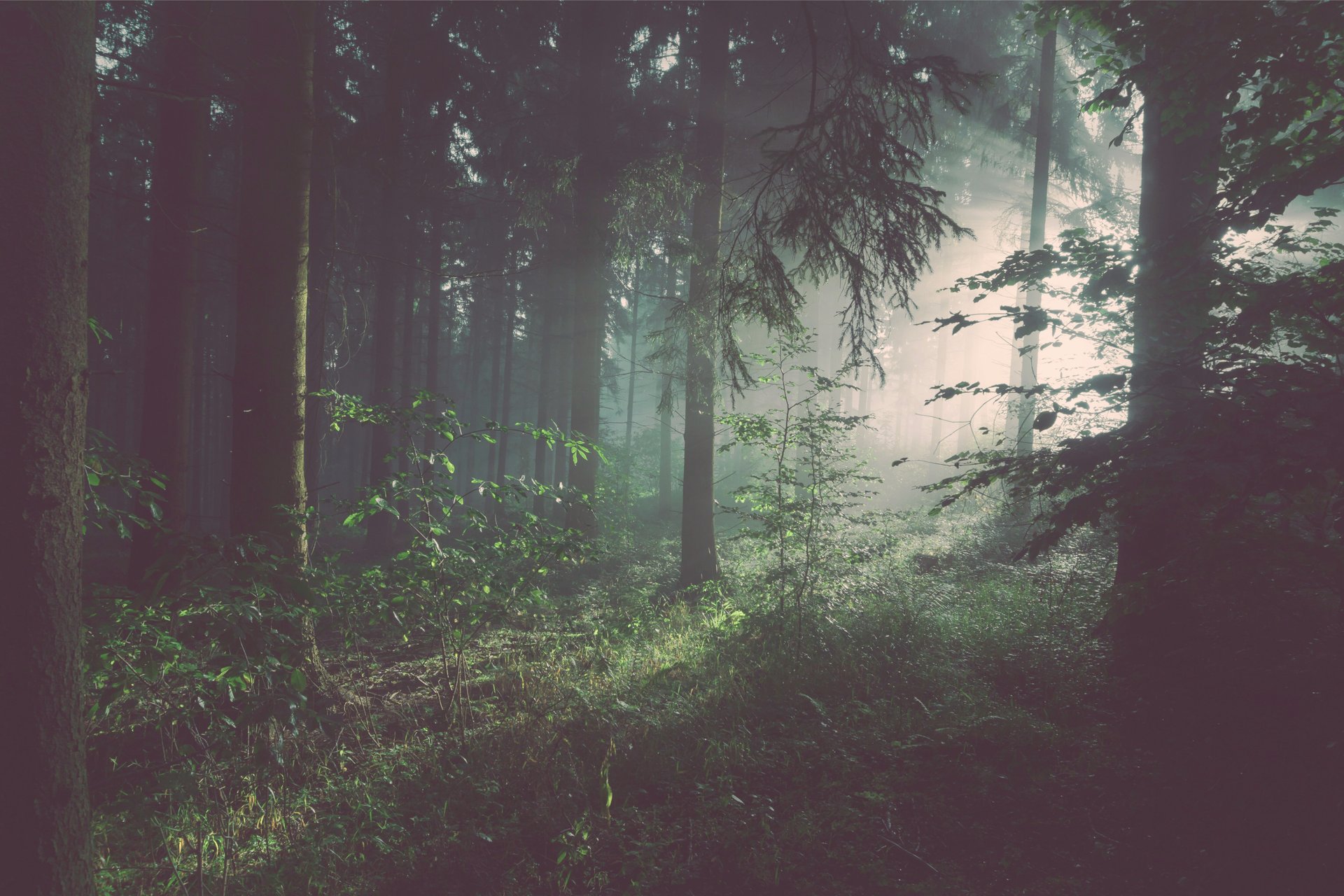 White light shines through lush foggy forest