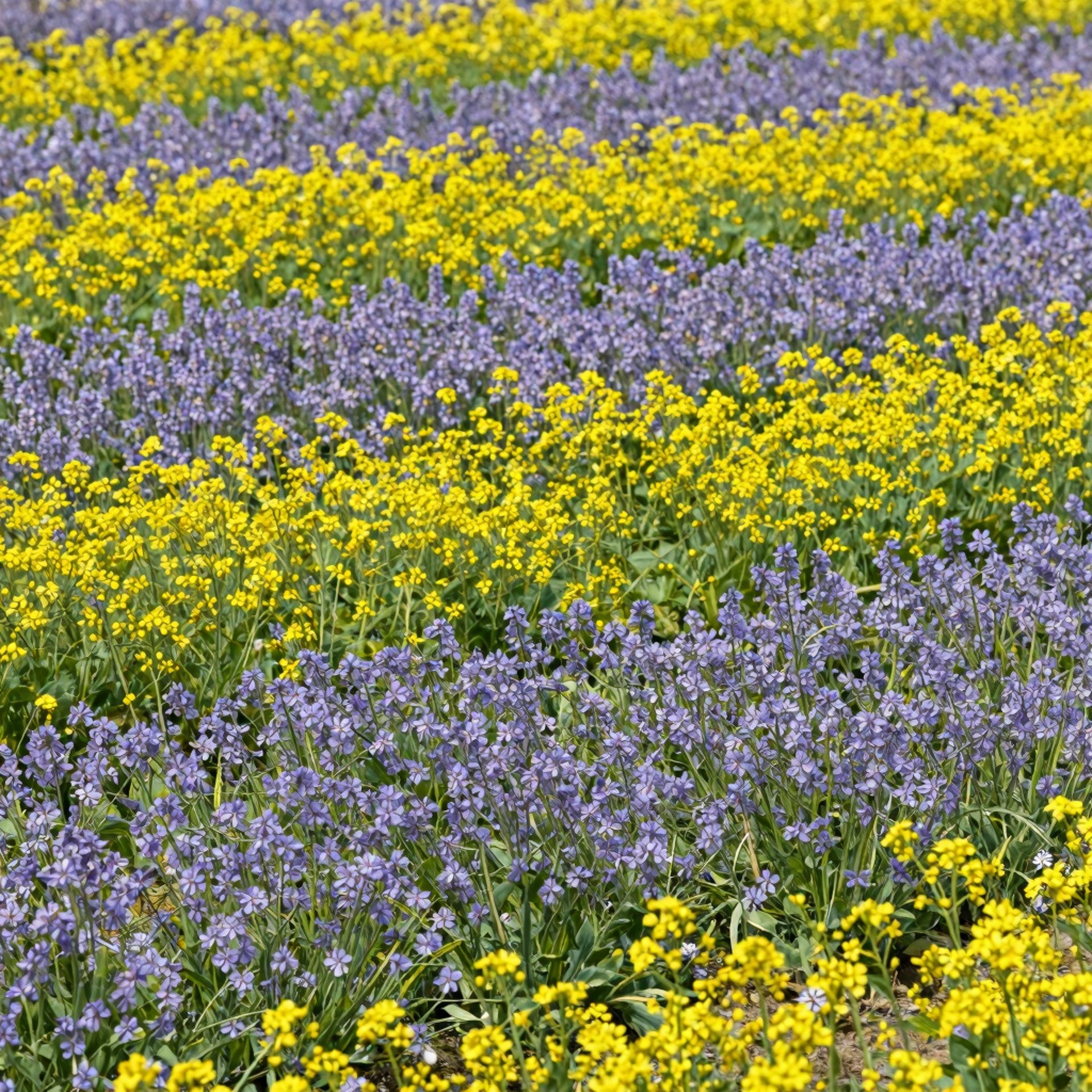 pink and white flowers in macro lens