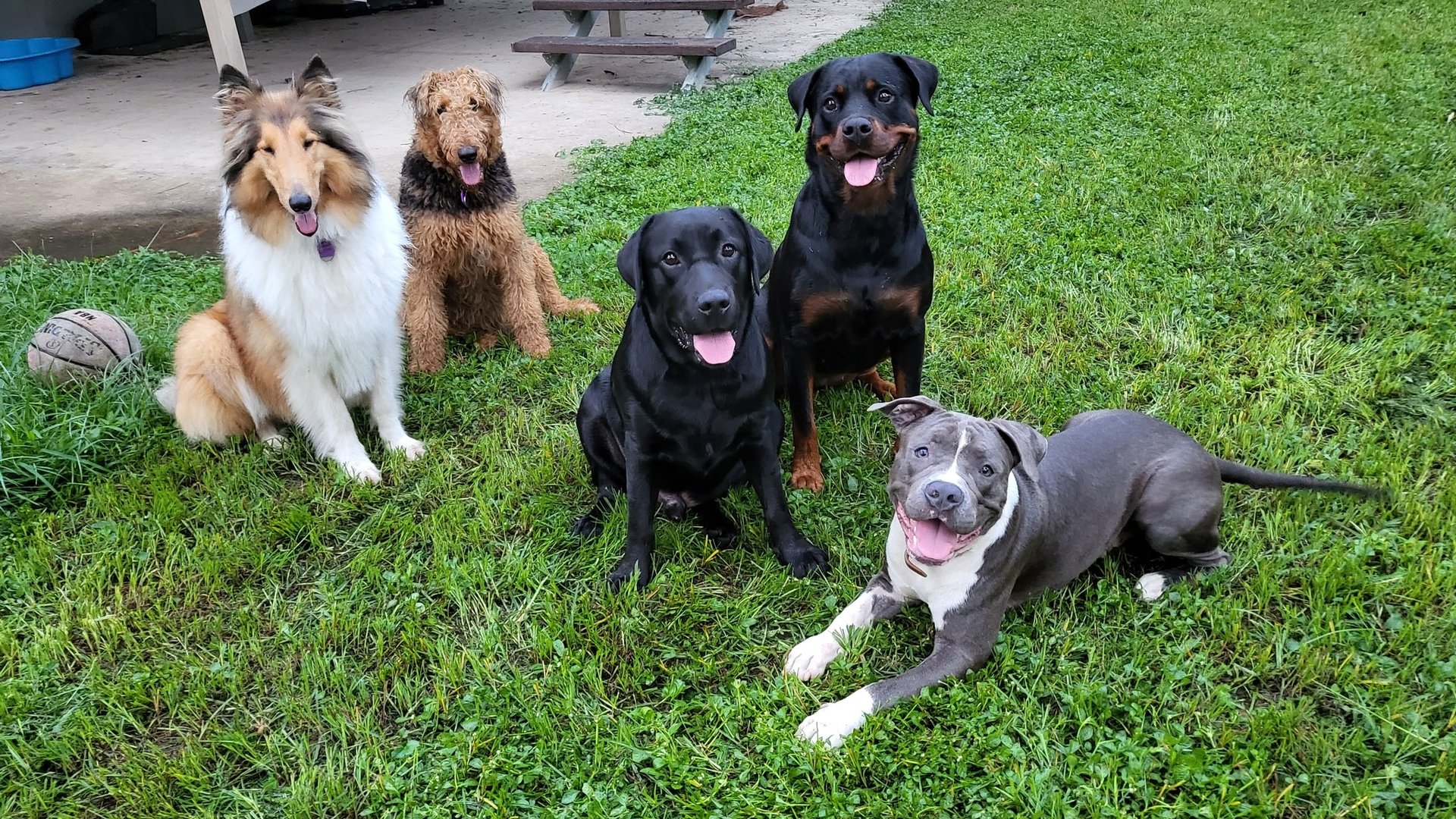 black and brown leather padded tub sofa