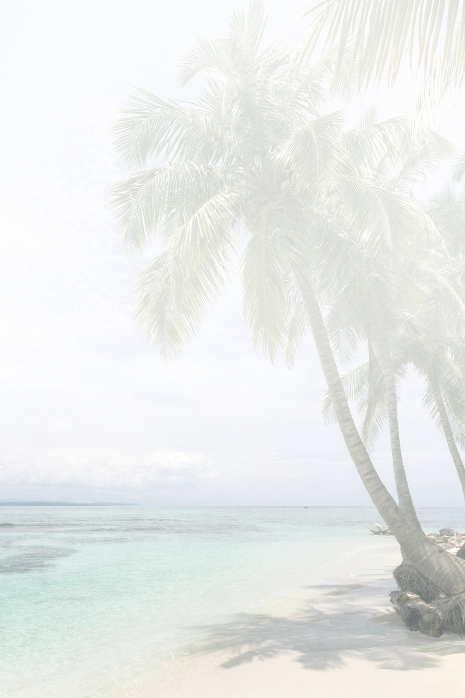 palm tree near seashore