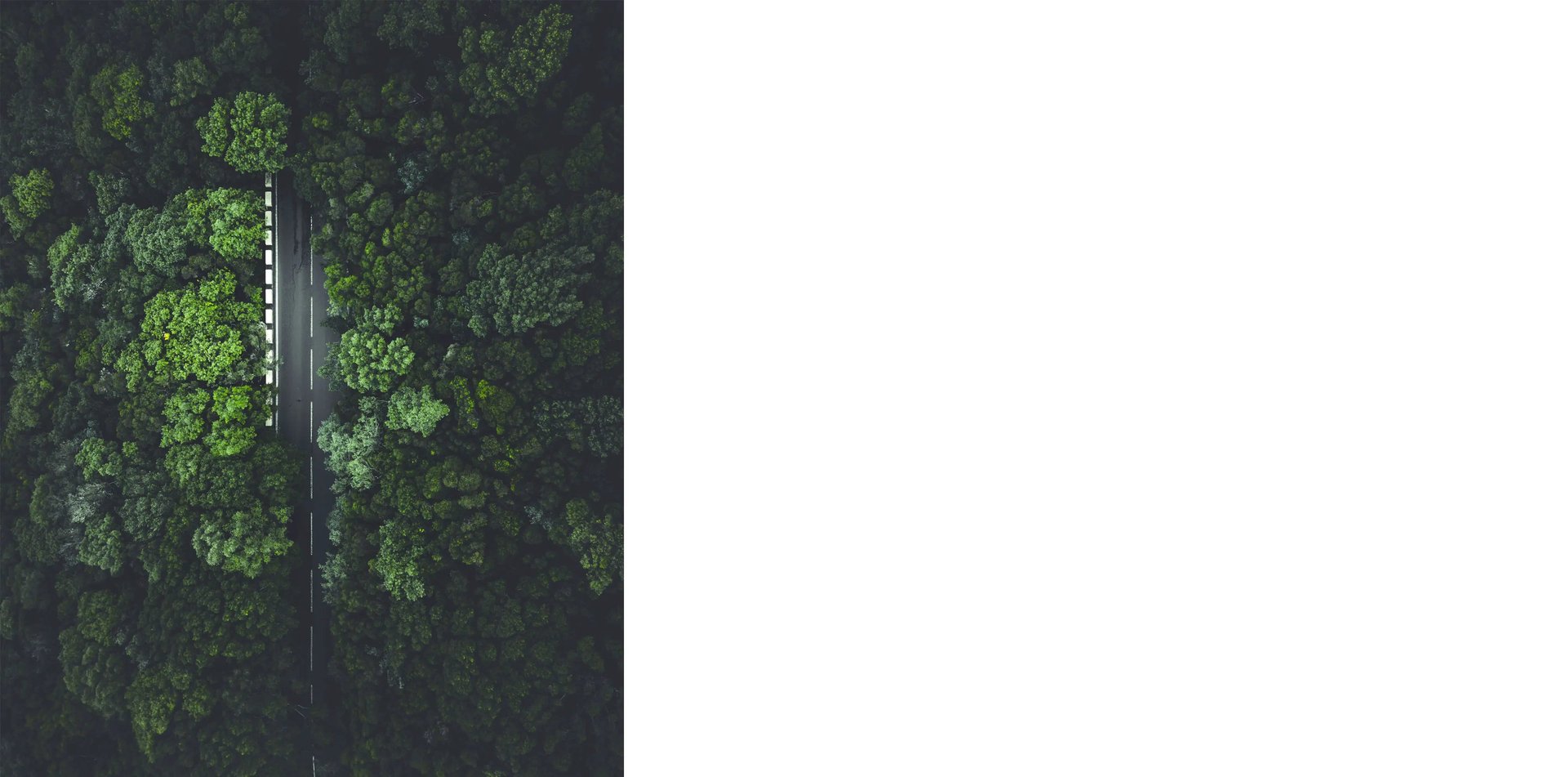 body of water surrounded by pine trees during daytime