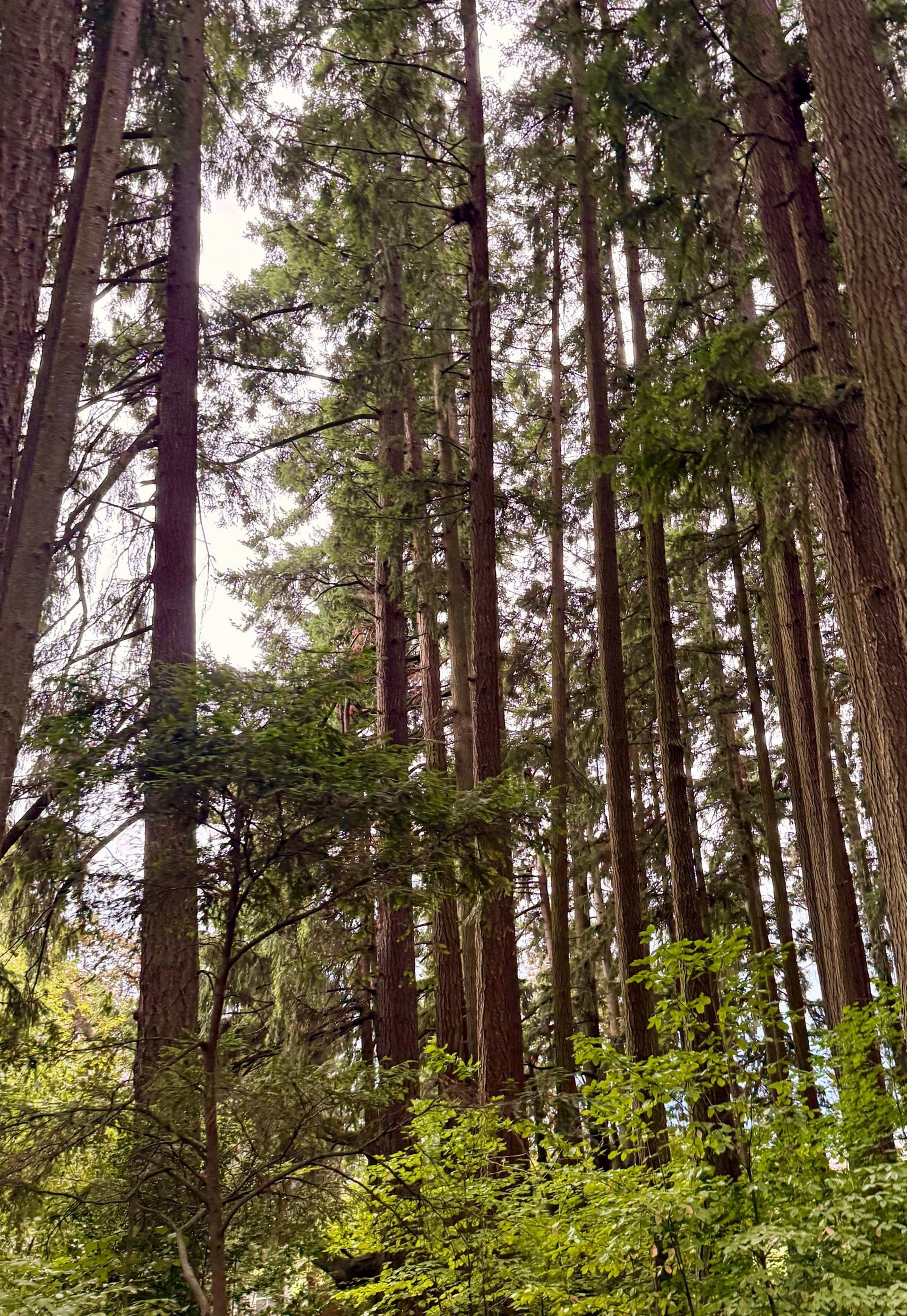 pink and white petaled flowers