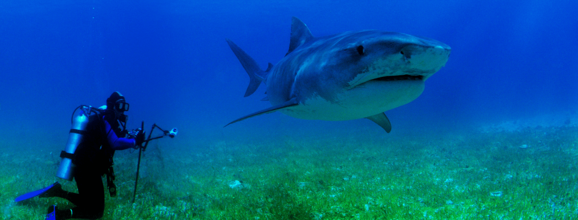 underwater photo