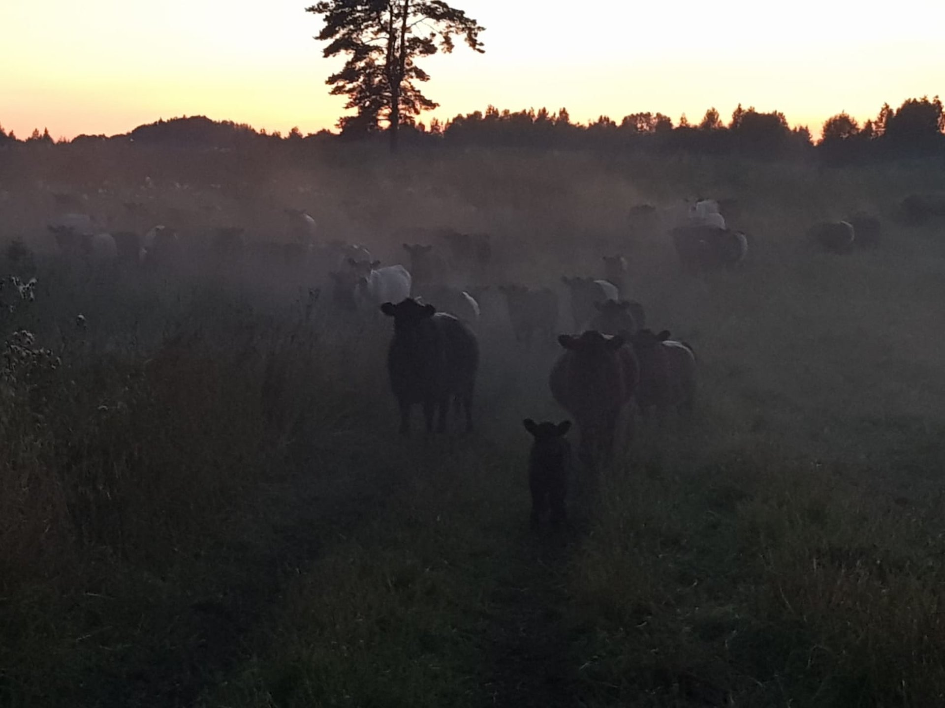 black and white bed linen