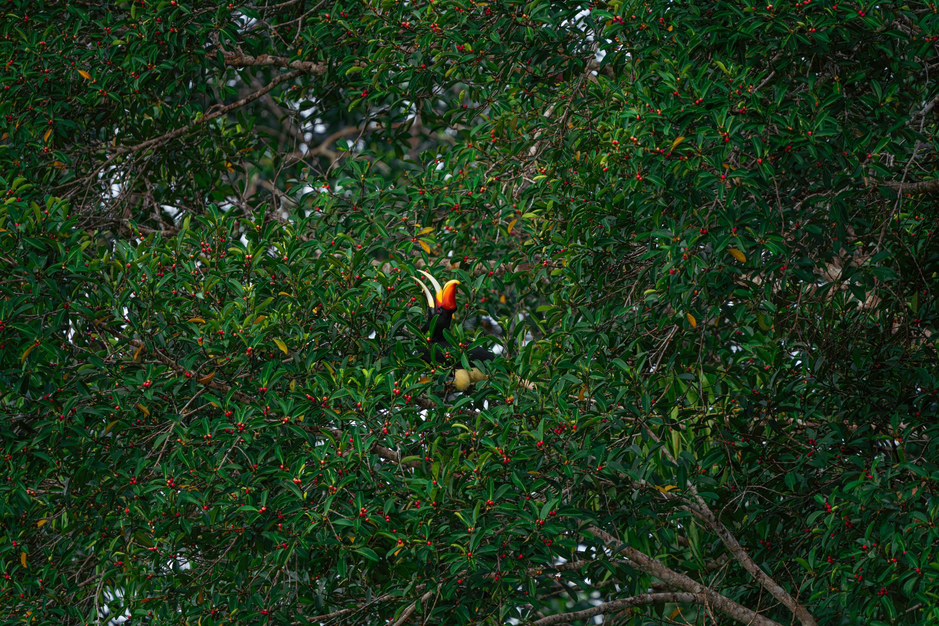 a colorful bird perched on a tree branch