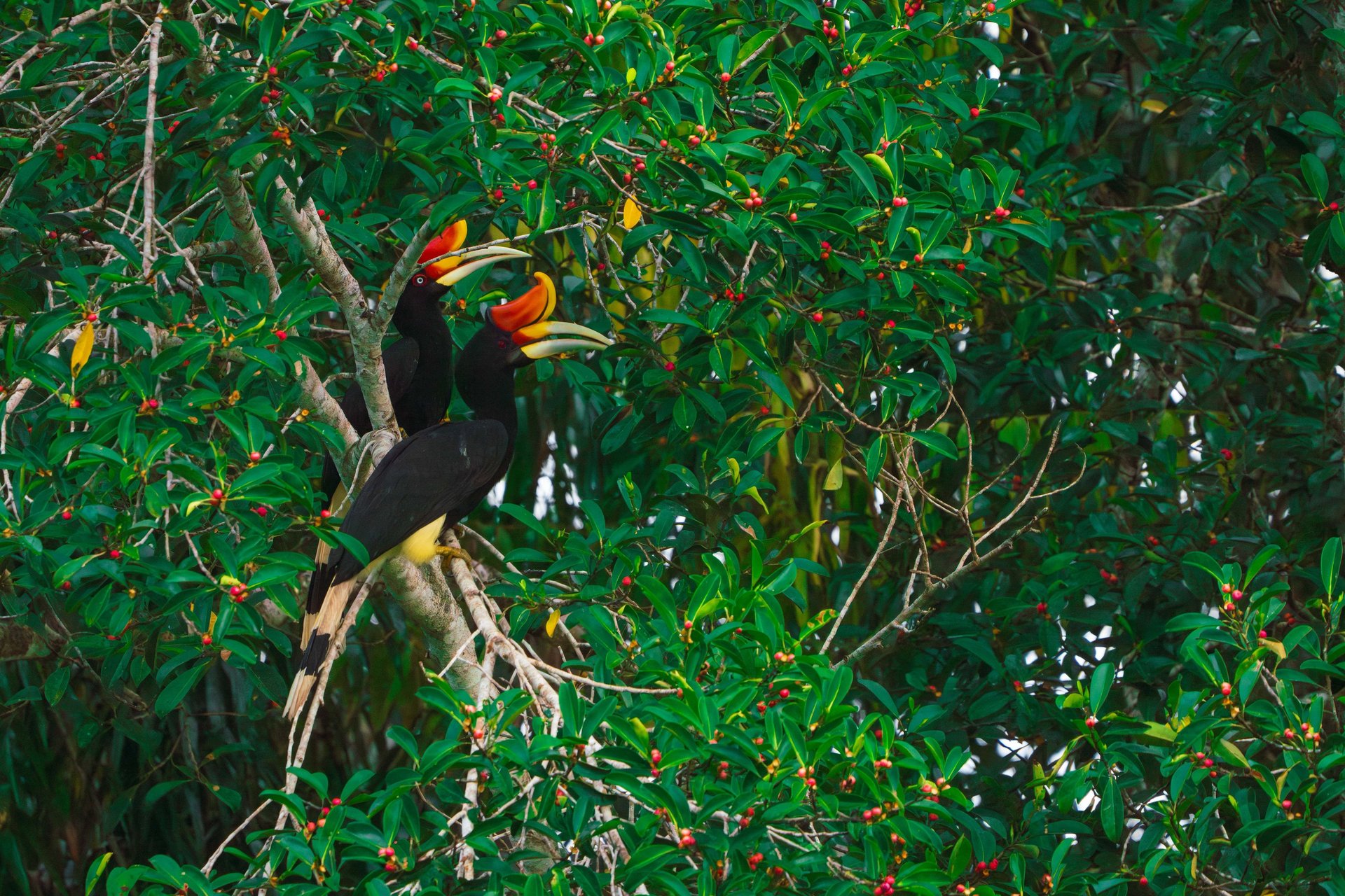a colorful bird perched on a tree branch