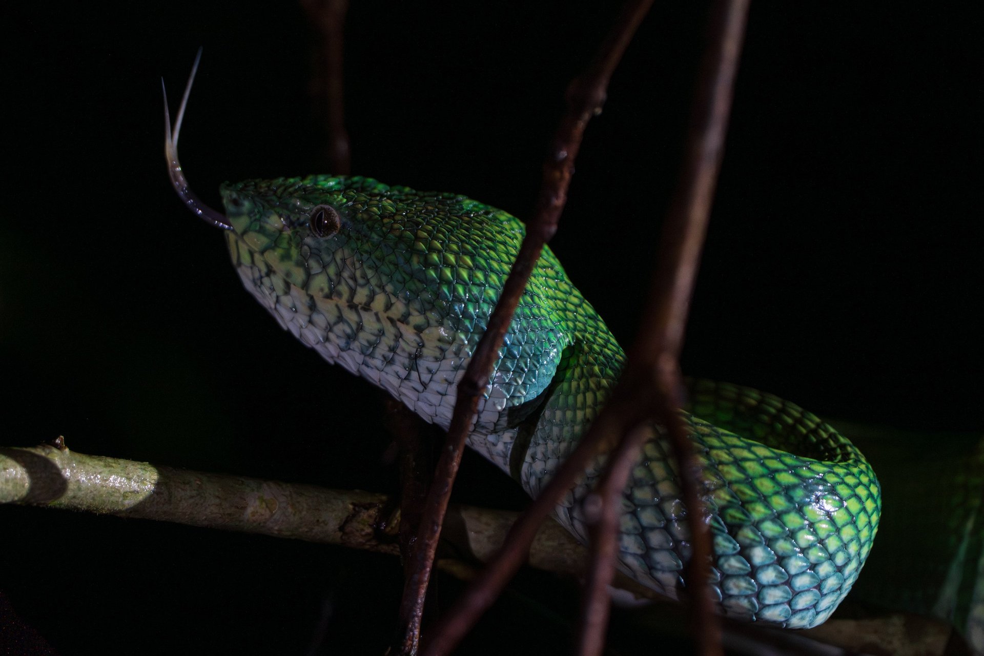 a colorful bird perched on a tree branch