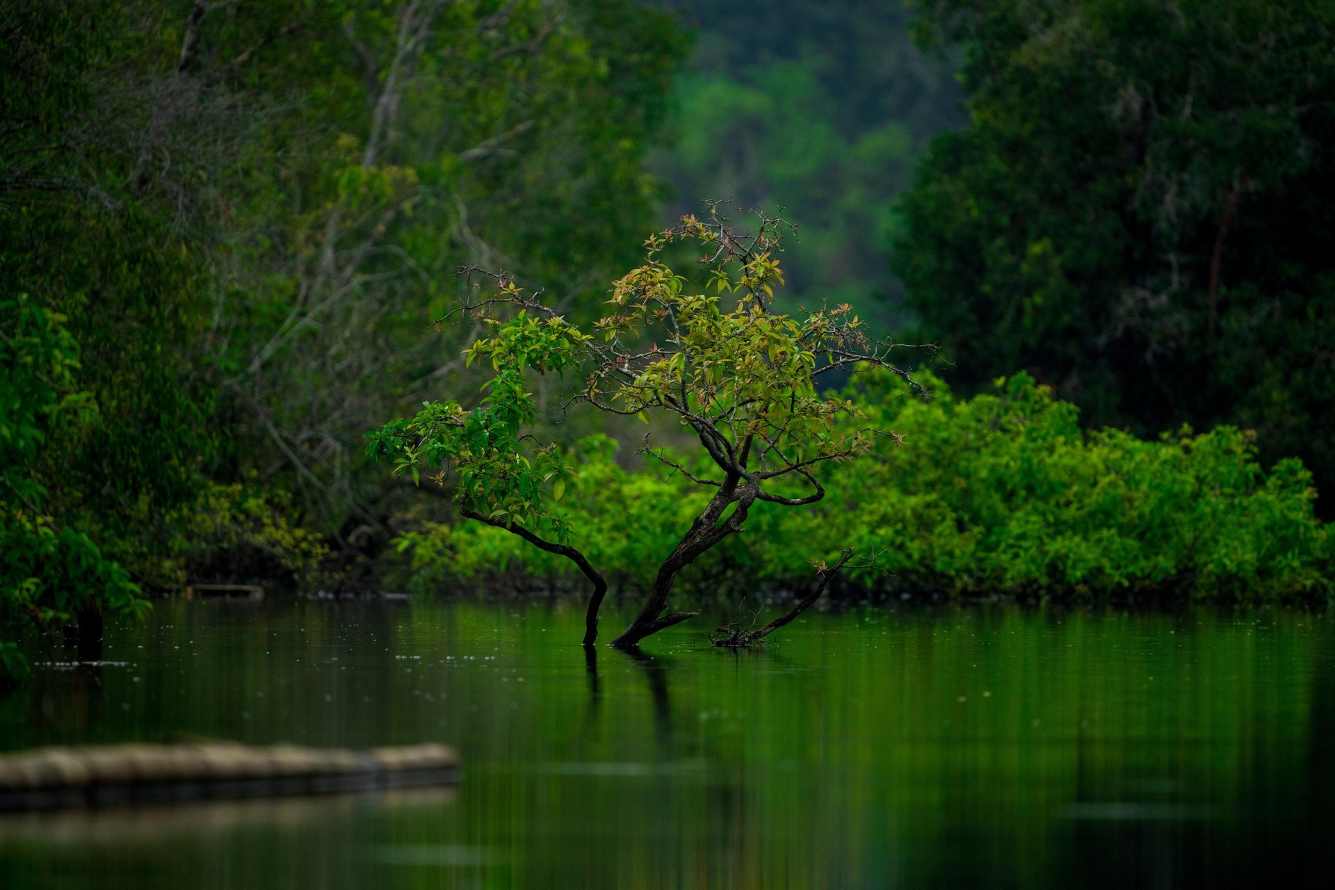 photo of brown and black primate