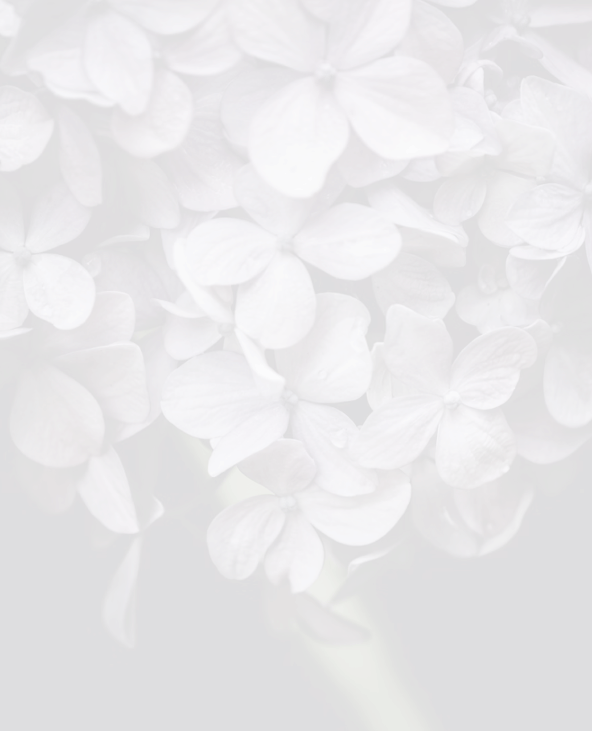 selective focus photography of white petaled flowers