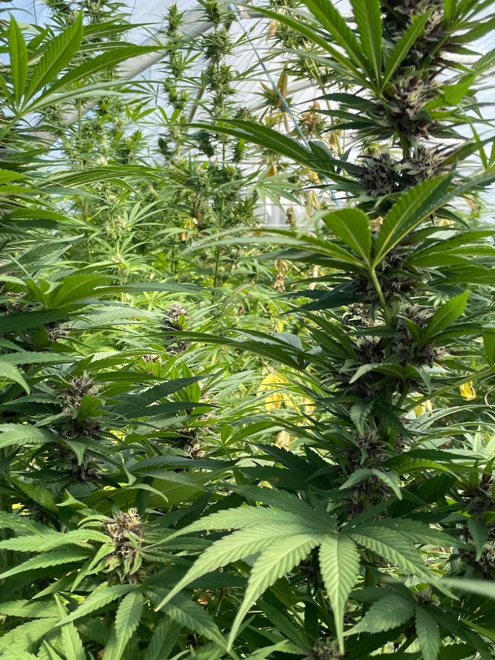 Nos fleurs de CBD à la Ferme de Belon