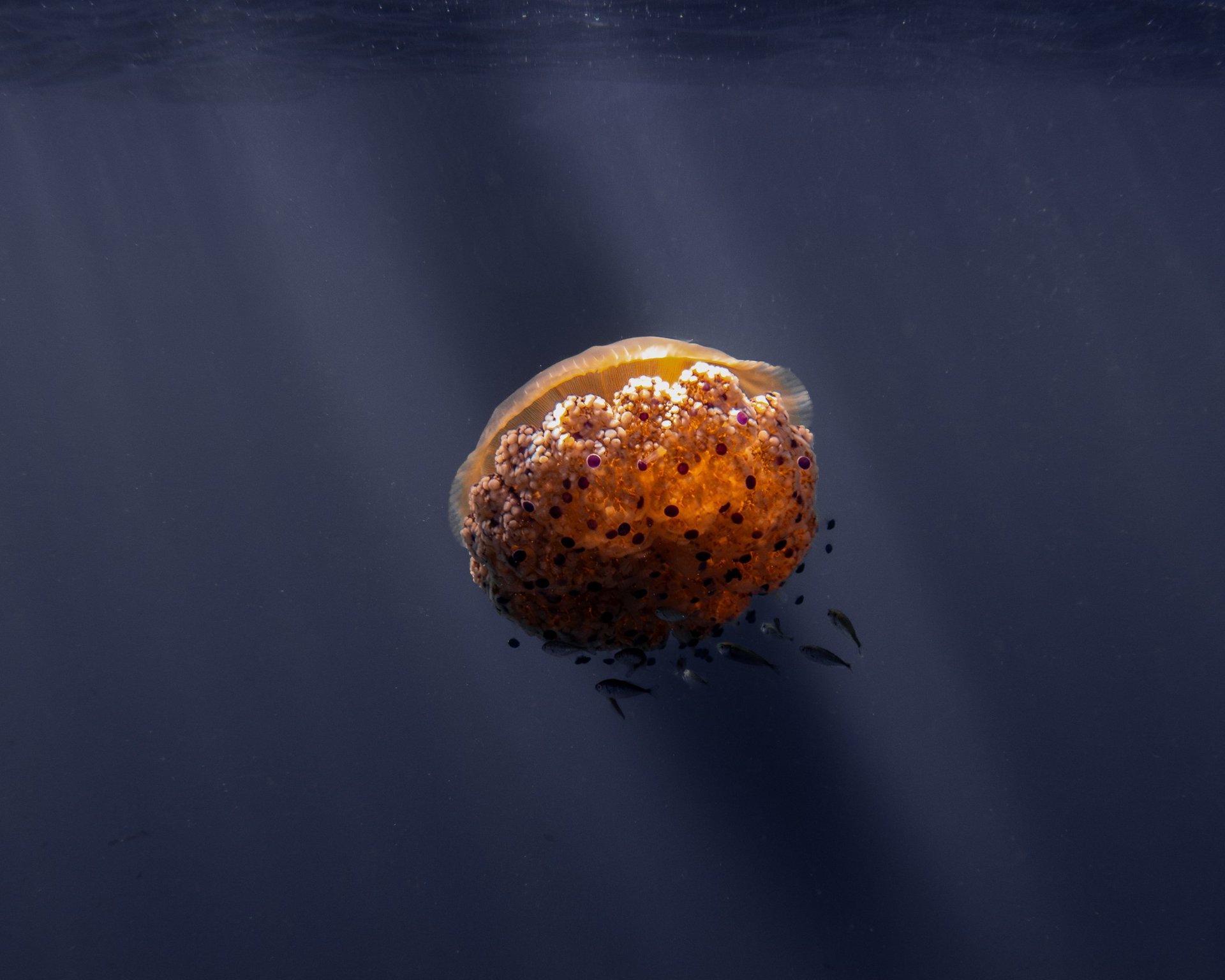 black blue and yellow textile