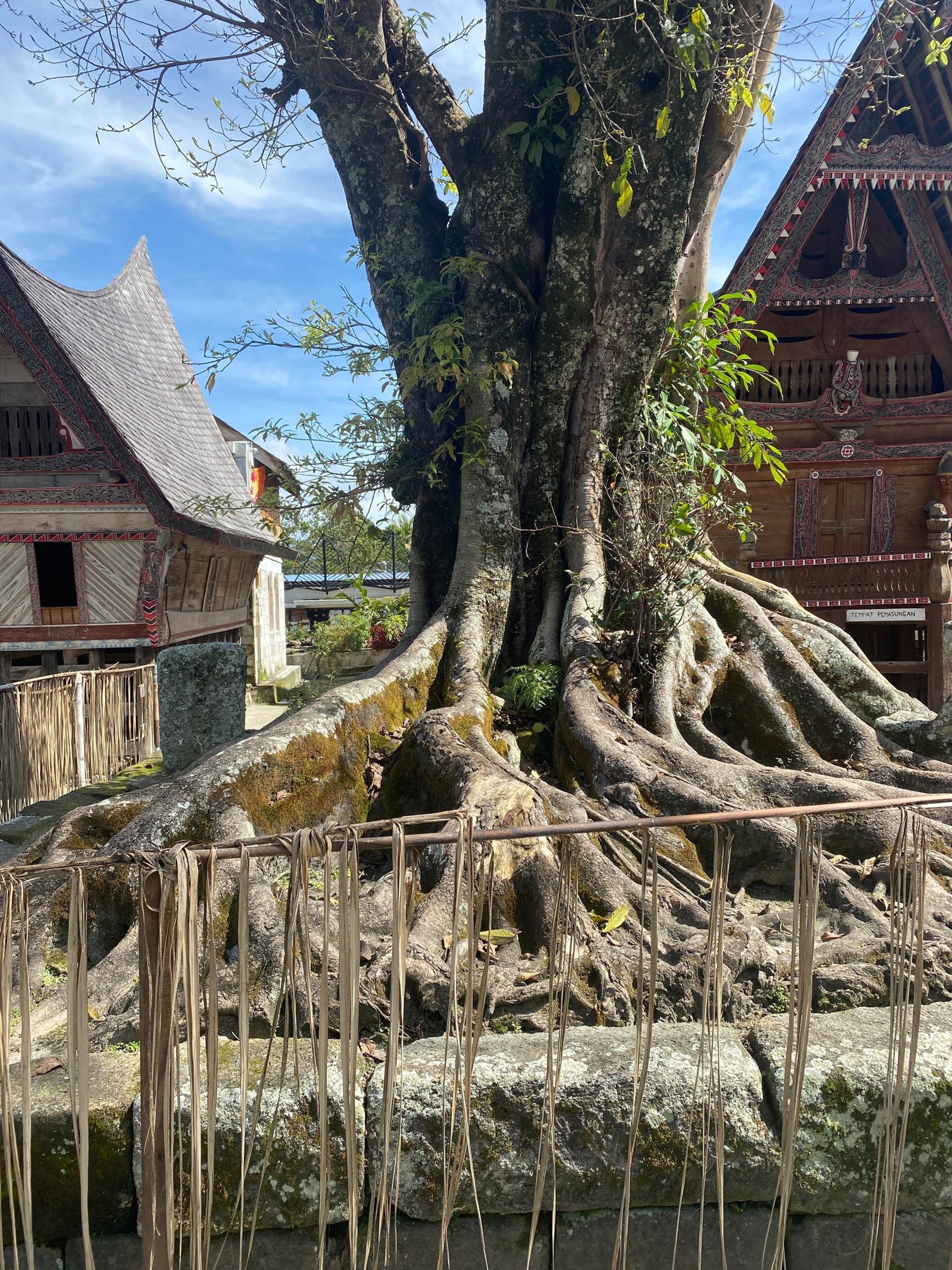 an old old tree growing out a stone slab with Batak houses in the background