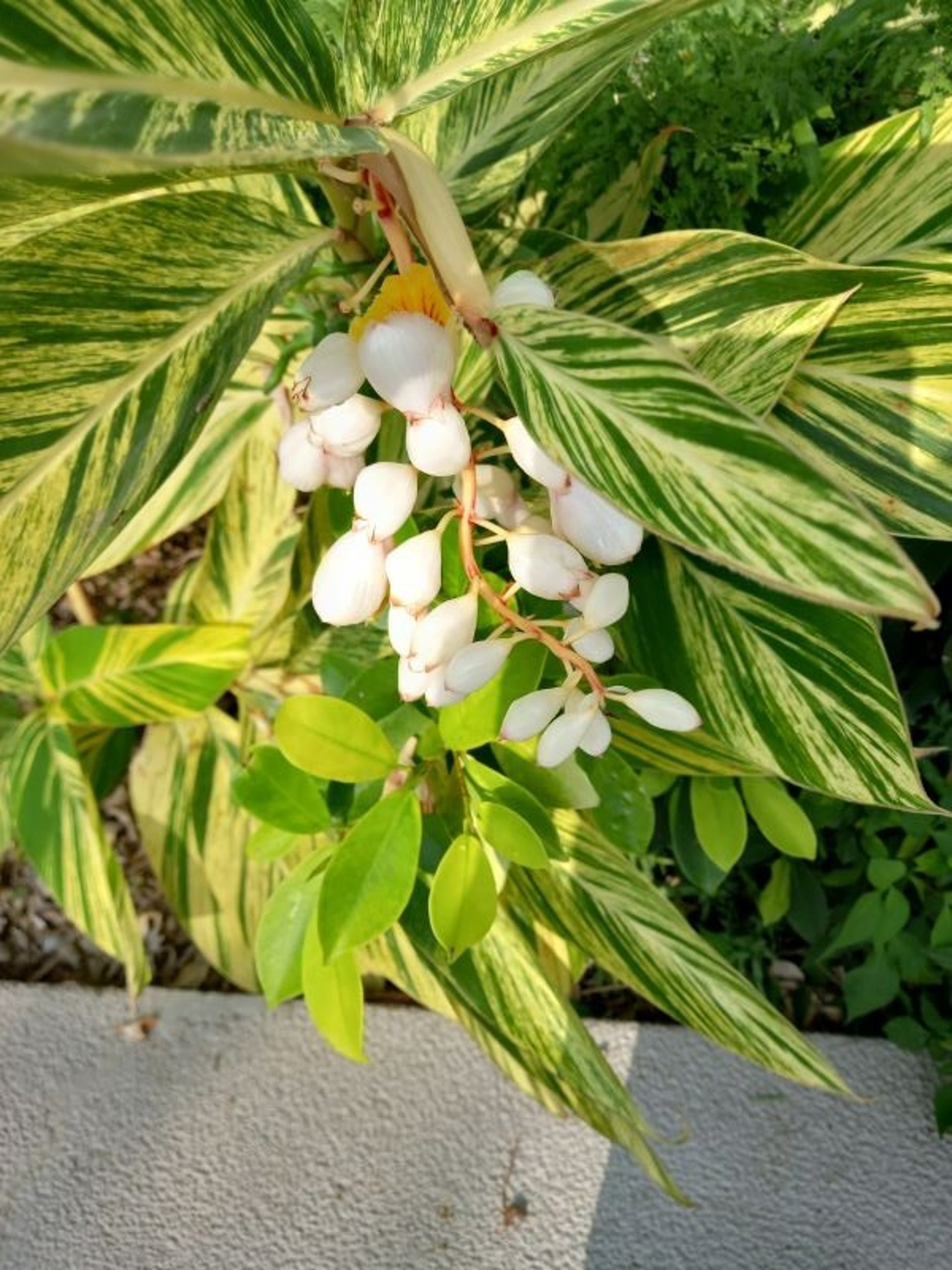 a close up of a black and brown abstract painting