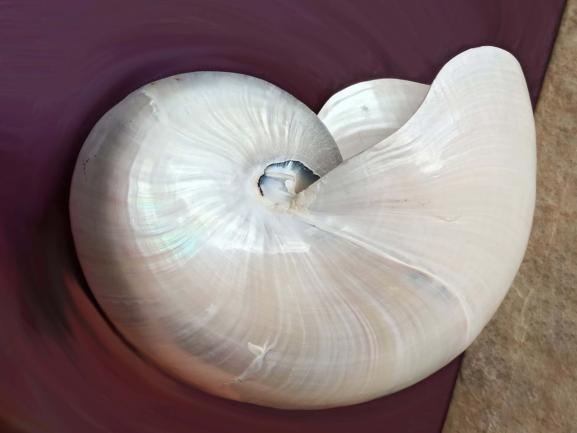 a close up of a shell with a white background