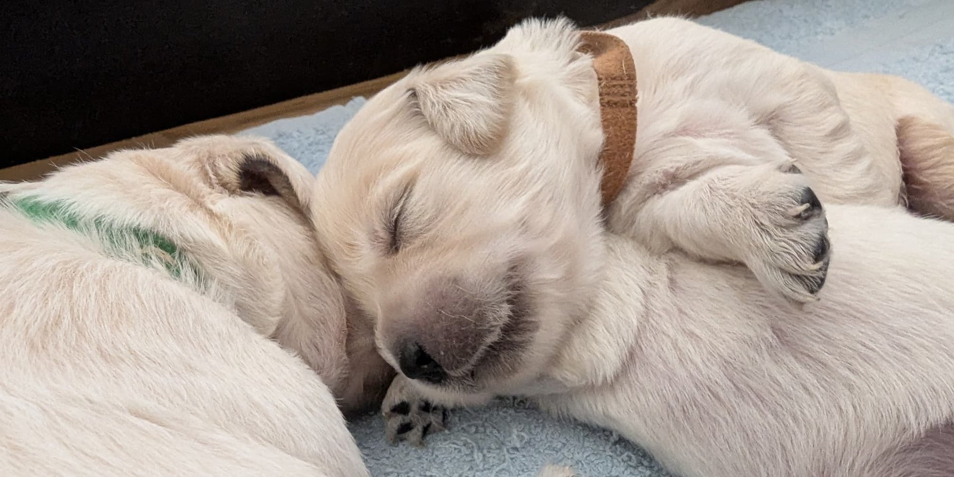 Golden Retriever du Pays Pourpre courant dans un pré breton