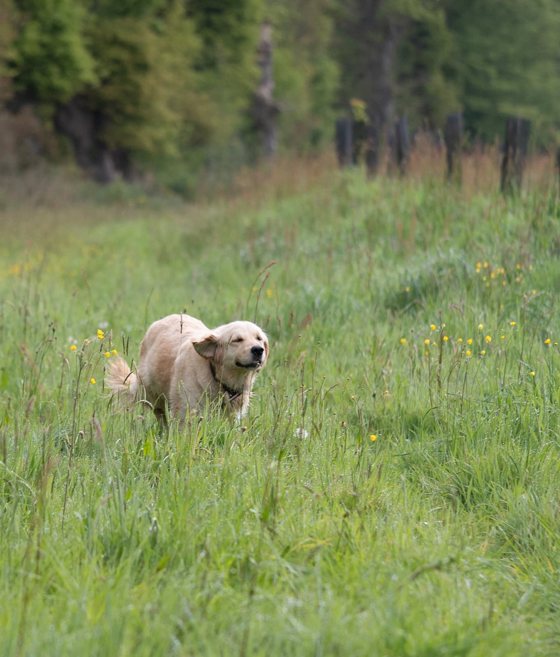 Golden Retriever du Pays Pourpre courant dans un pré breton