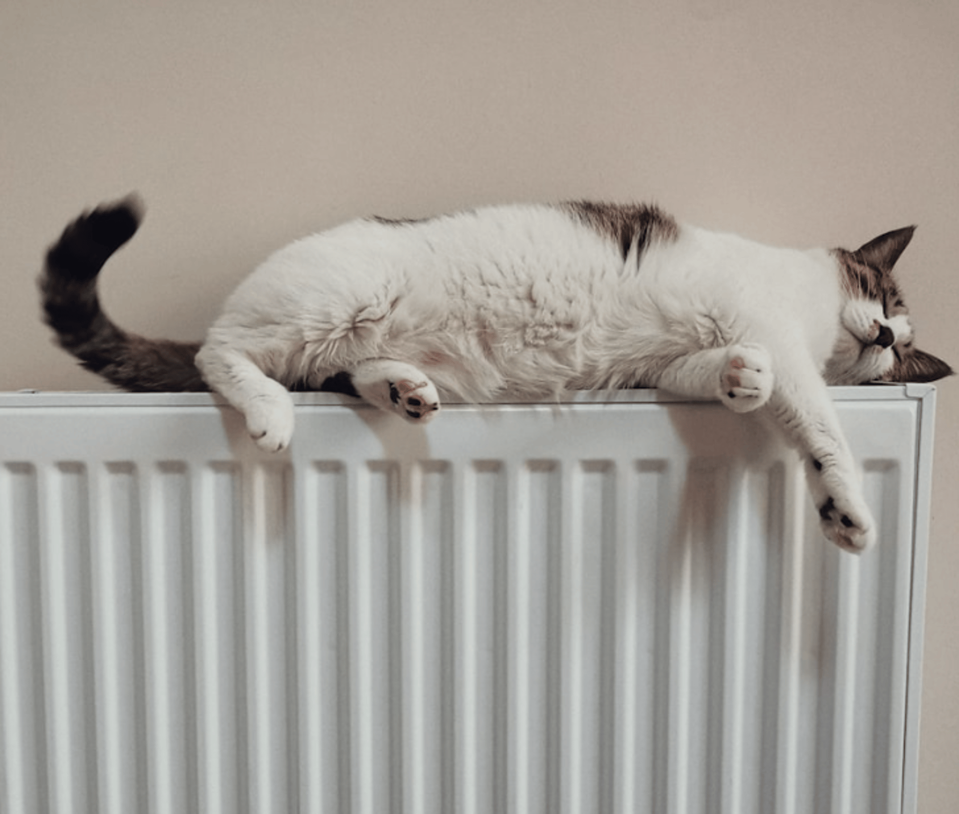 white and black cat on white radiator heater