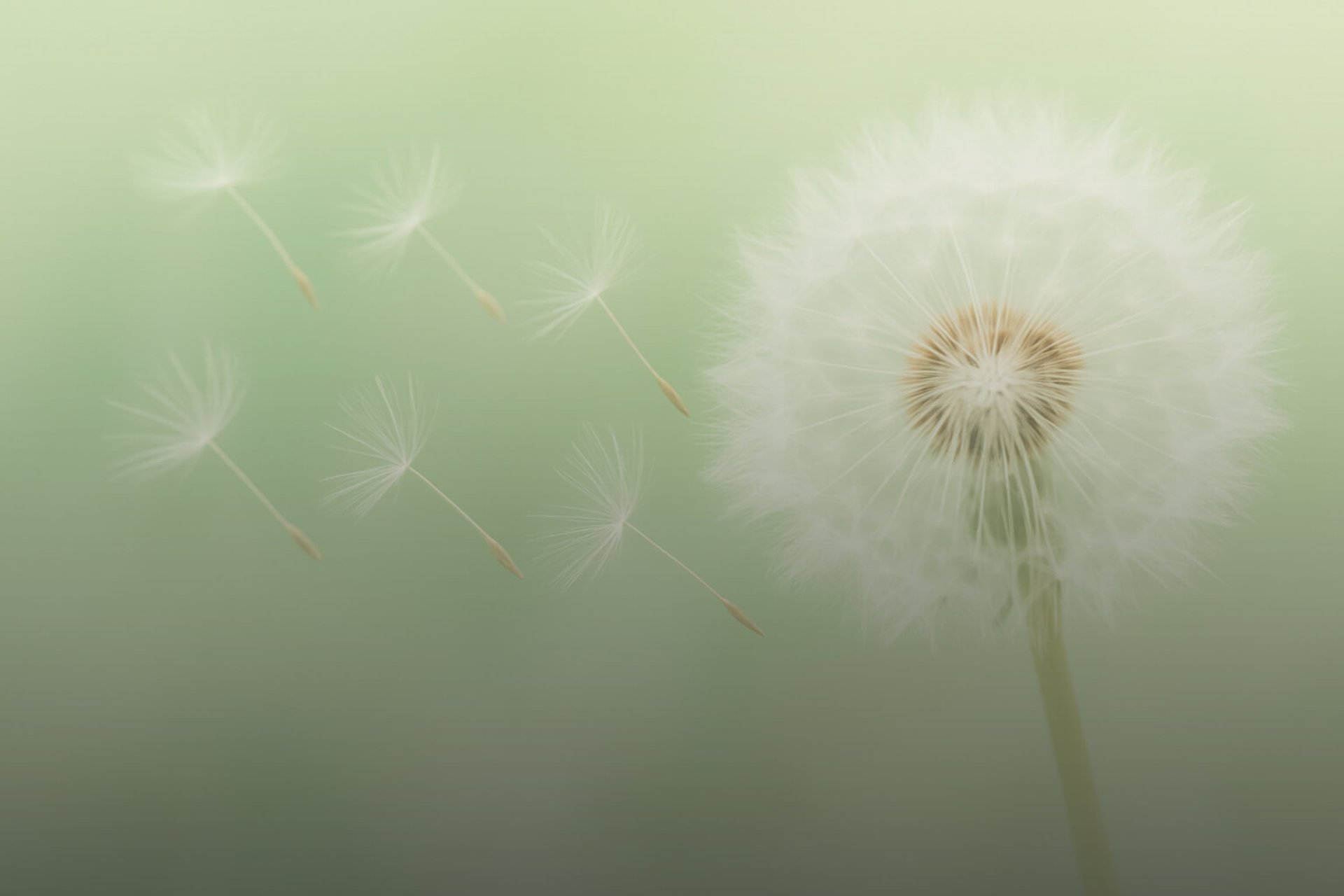 Pusteblume mit fliegenden Schirmchen vor grünem Hintergrund