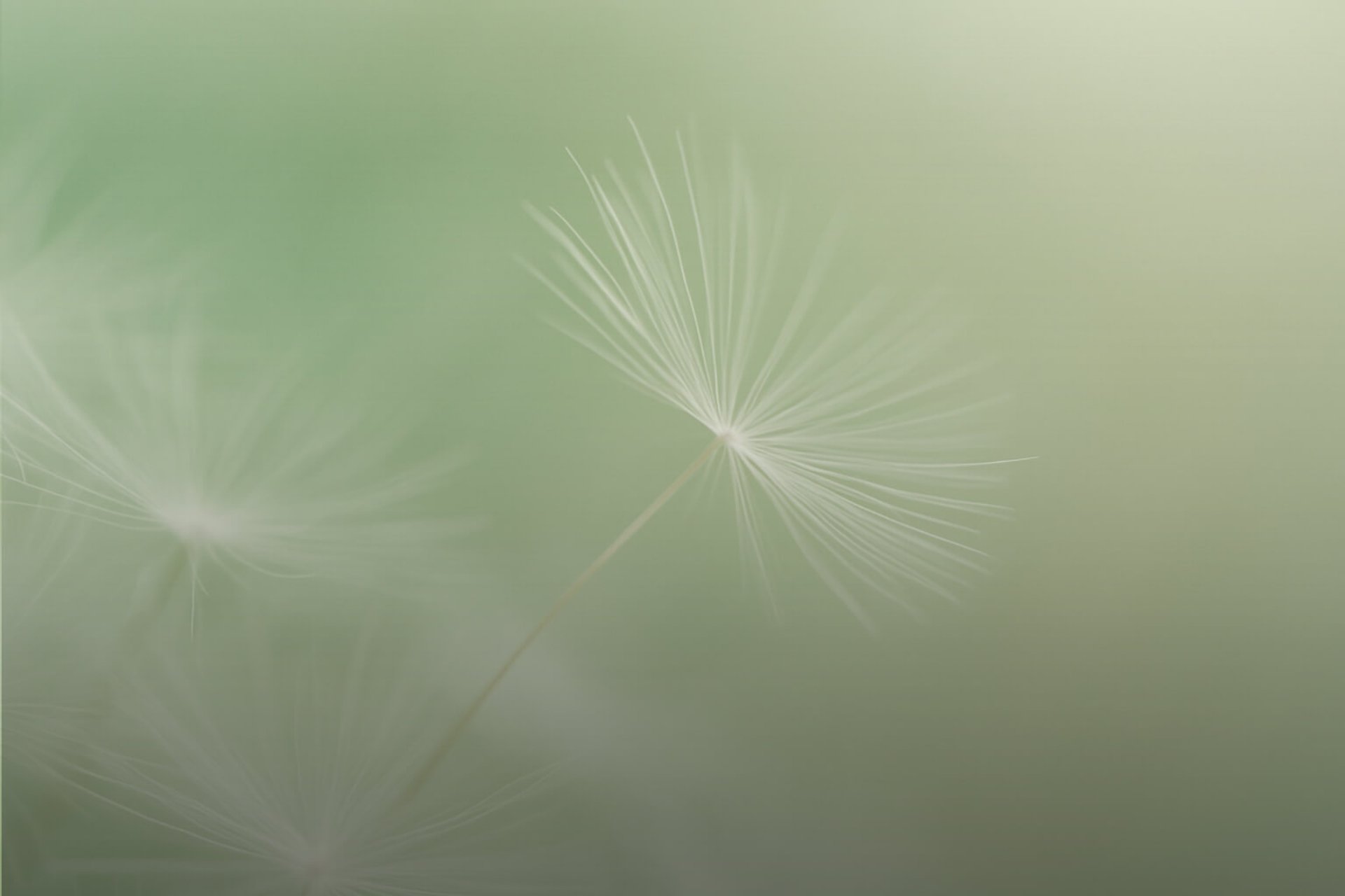 Schirmchen einer Pusteblume vor grünem Hintergrund